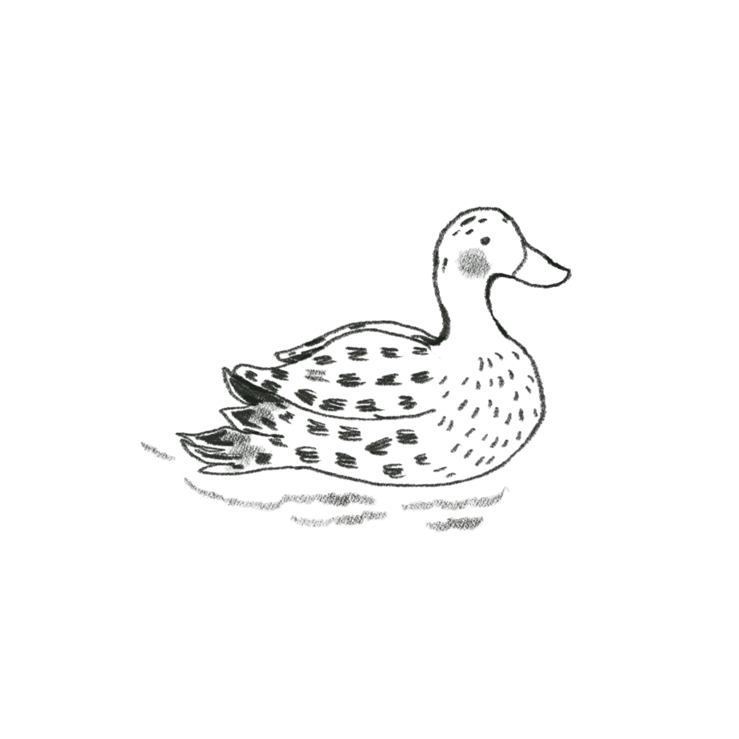 mallard