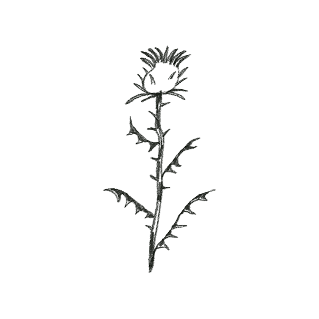 small thistle