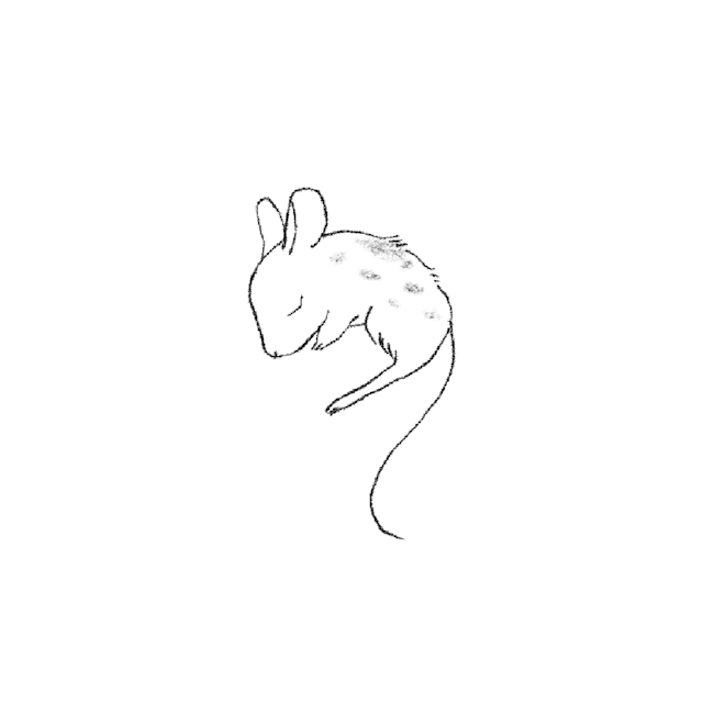 sleeping mouse