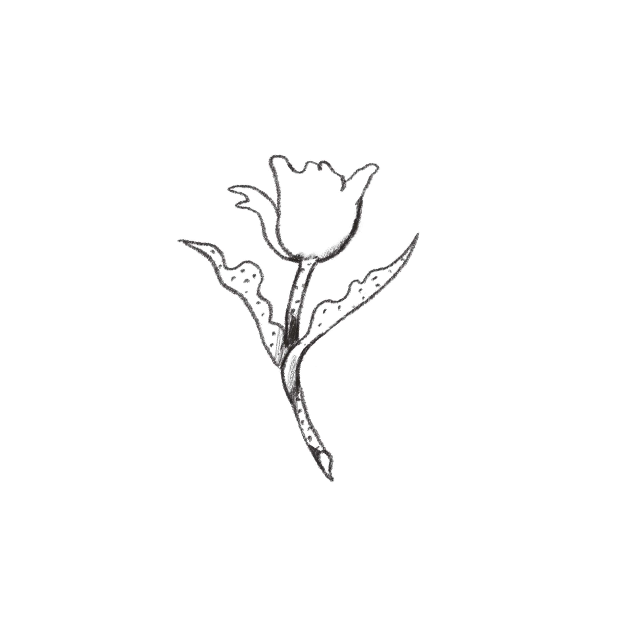 open tulip