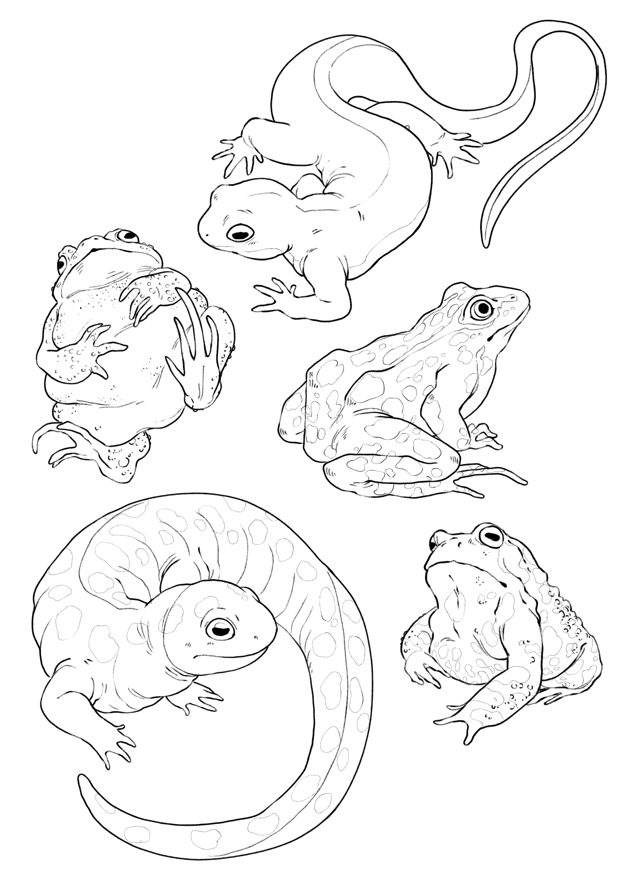 Amphibians