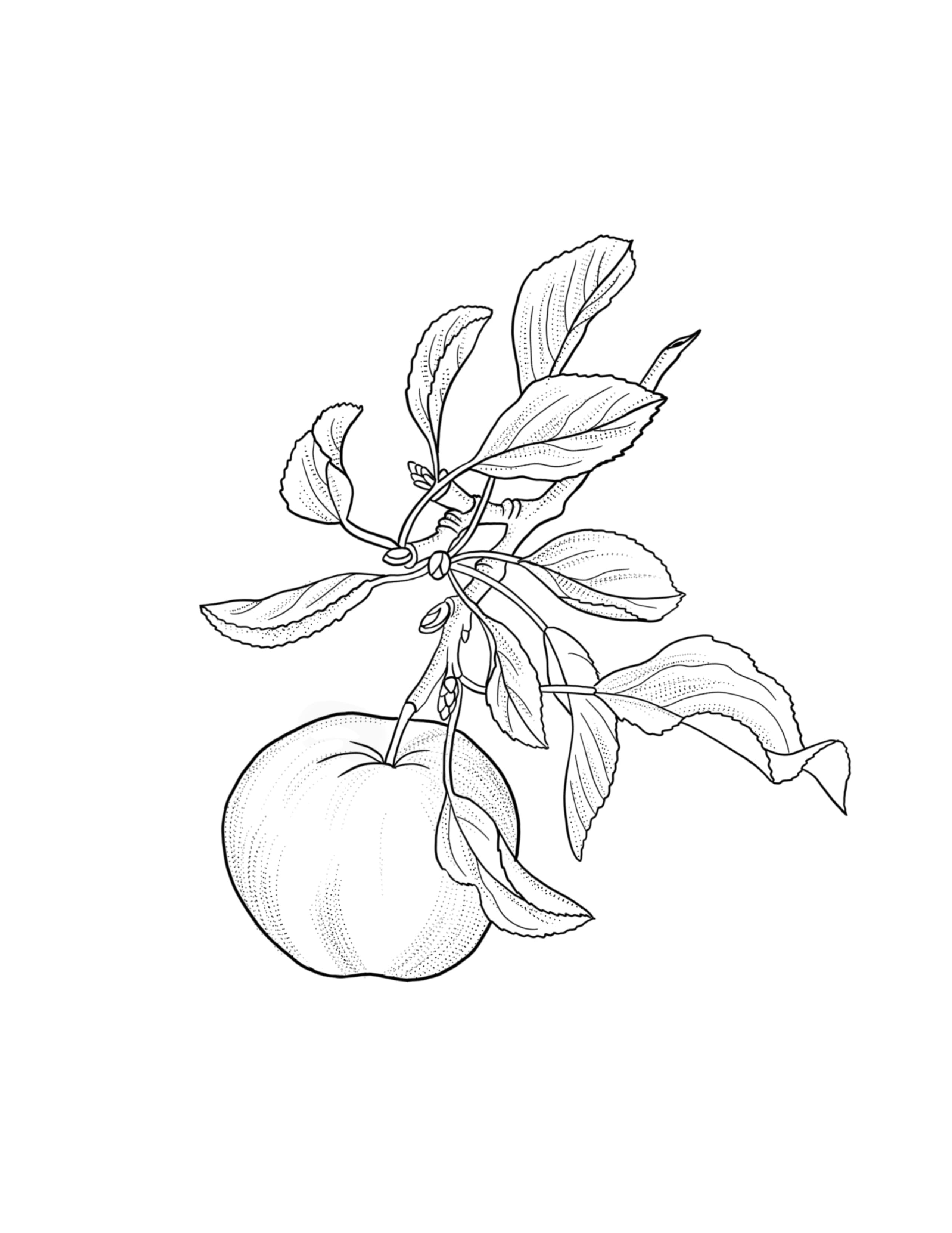 Apple.jpg