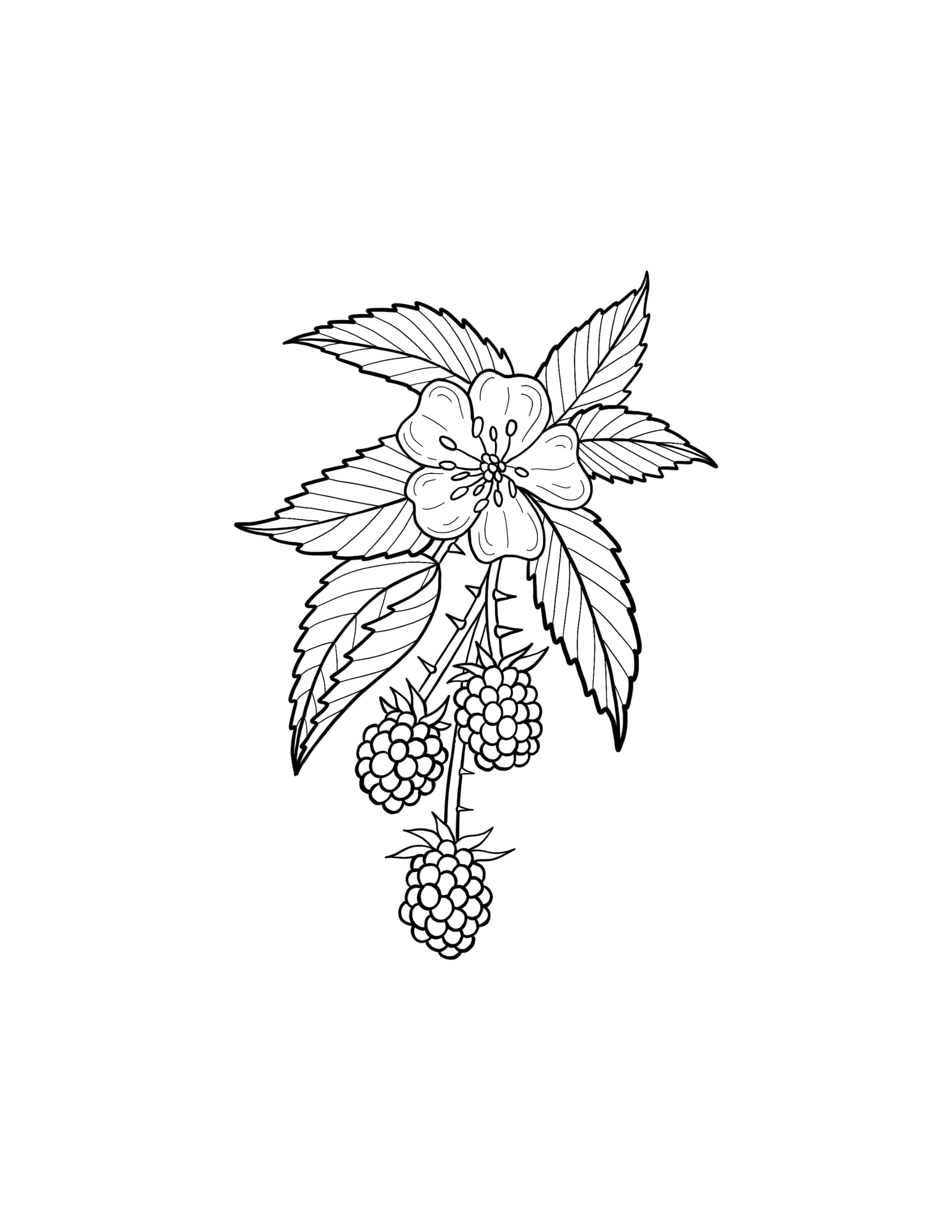 Blackberrysprig.jpg
