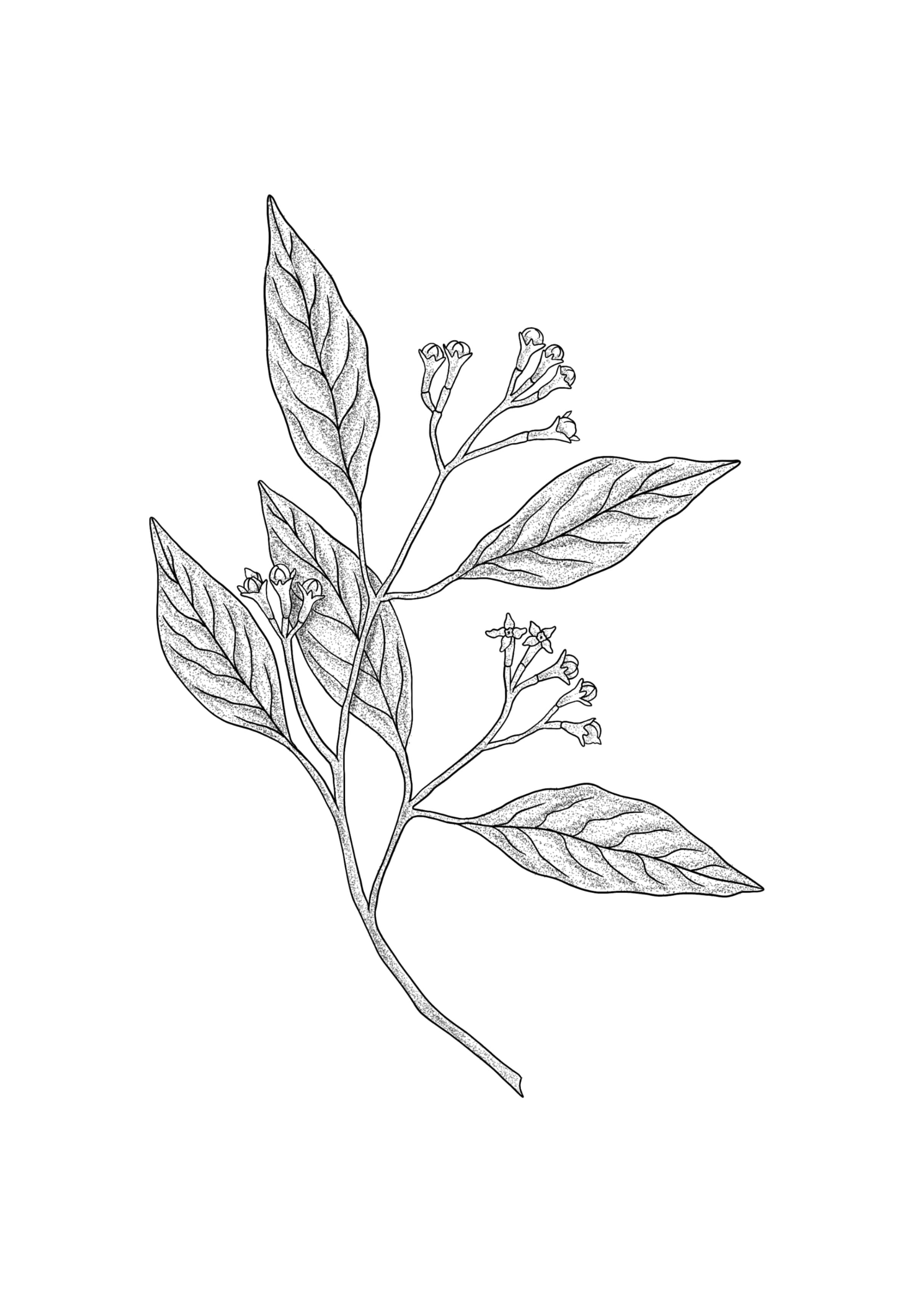Clove_Sprig_7_Min.jpg