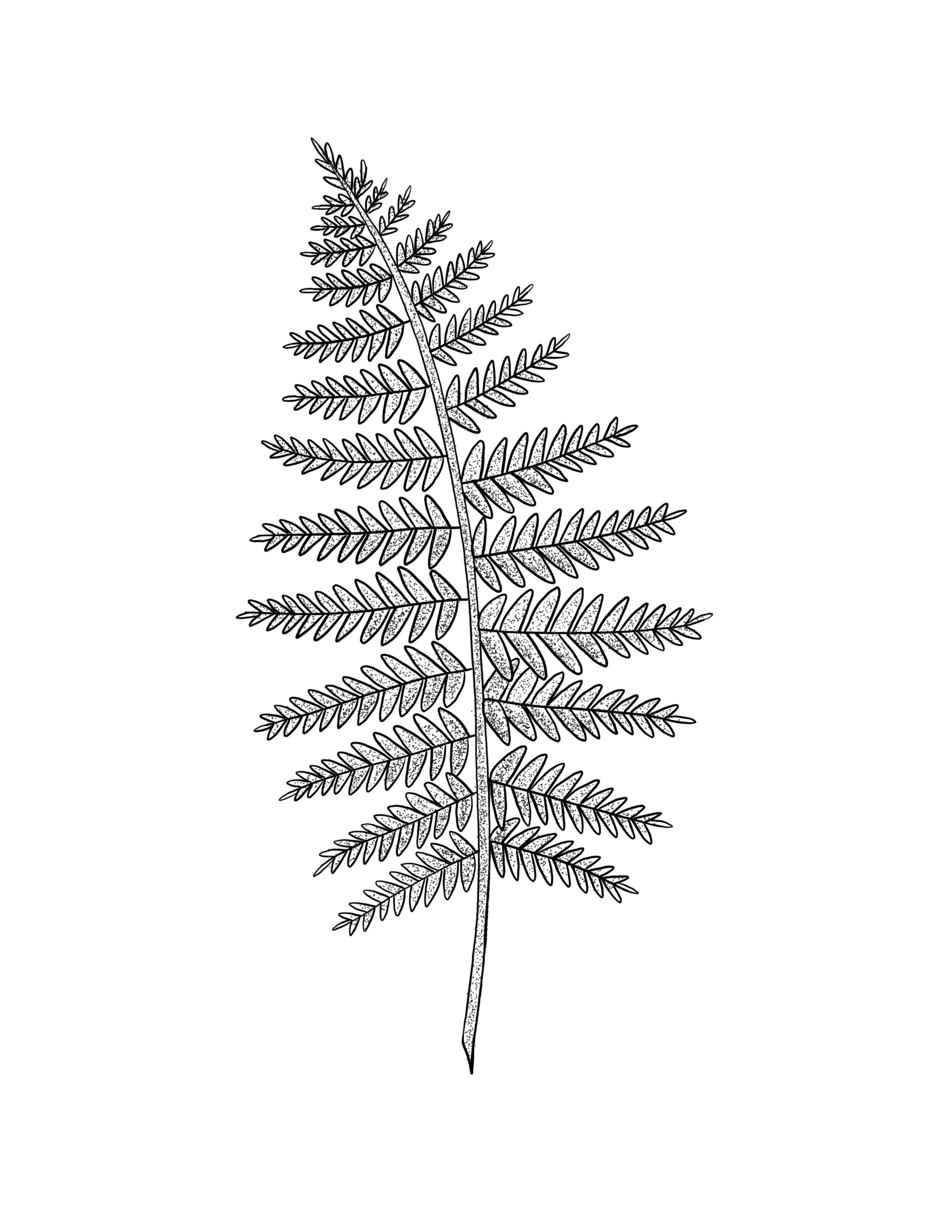 Fern1.jpg