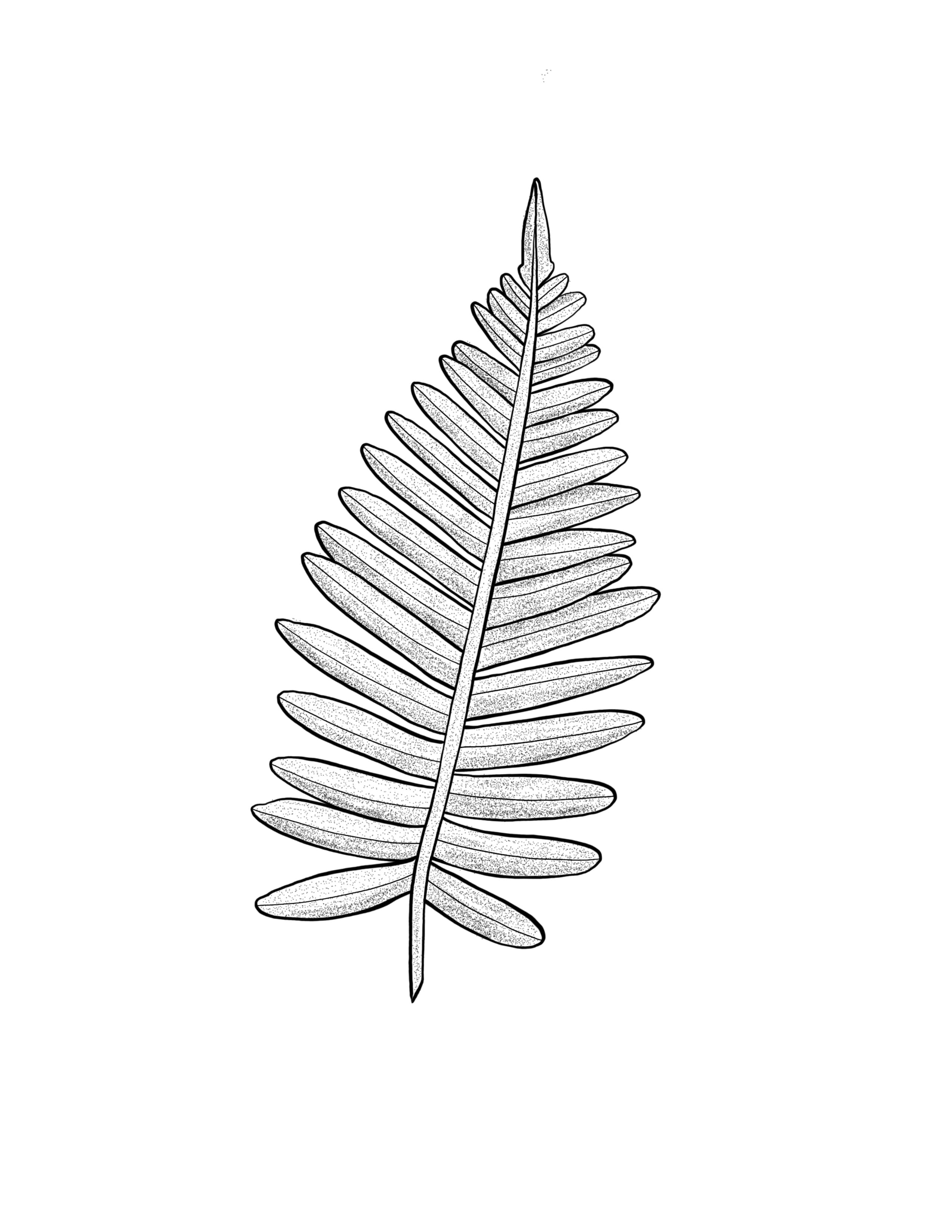 Fern3.jpg