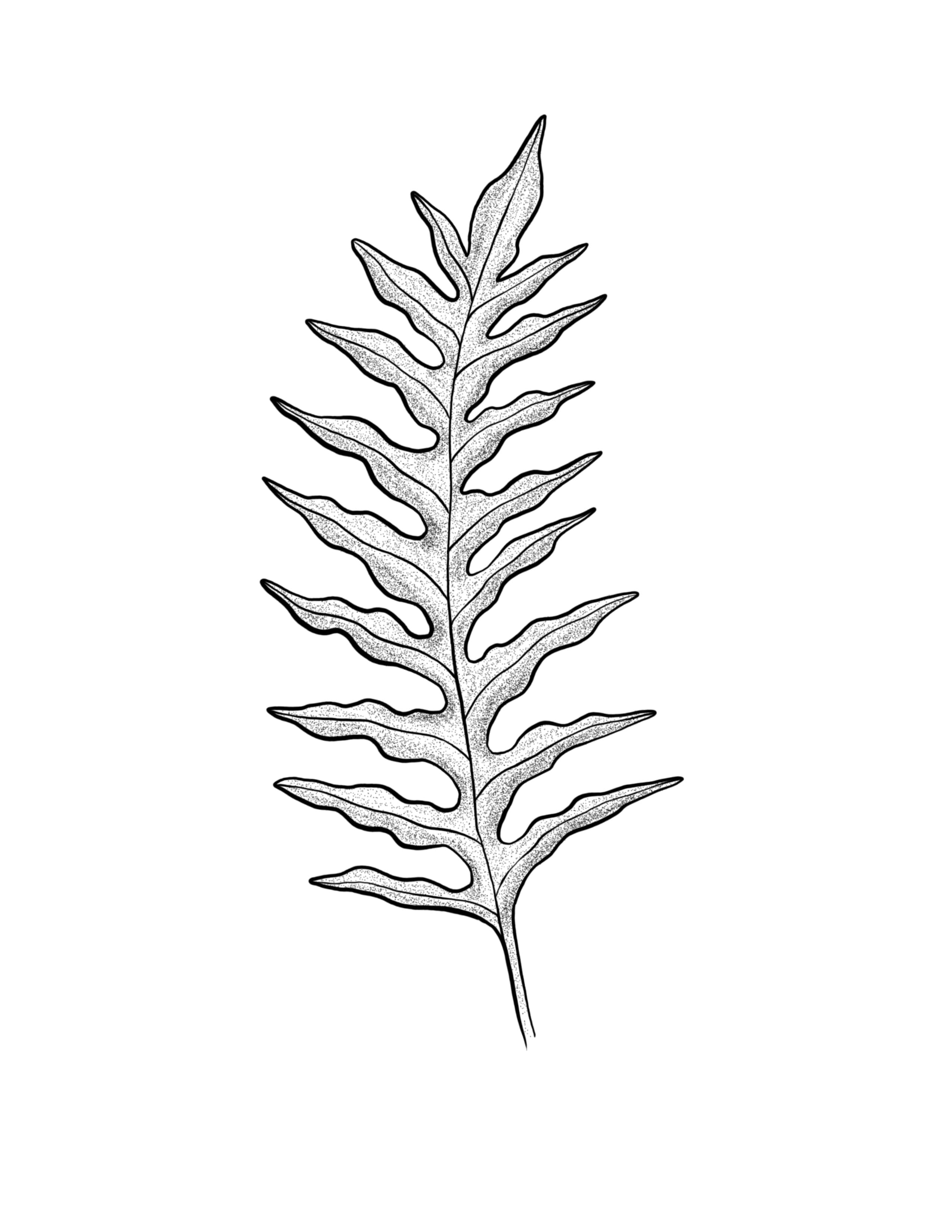 Fern4.jpg