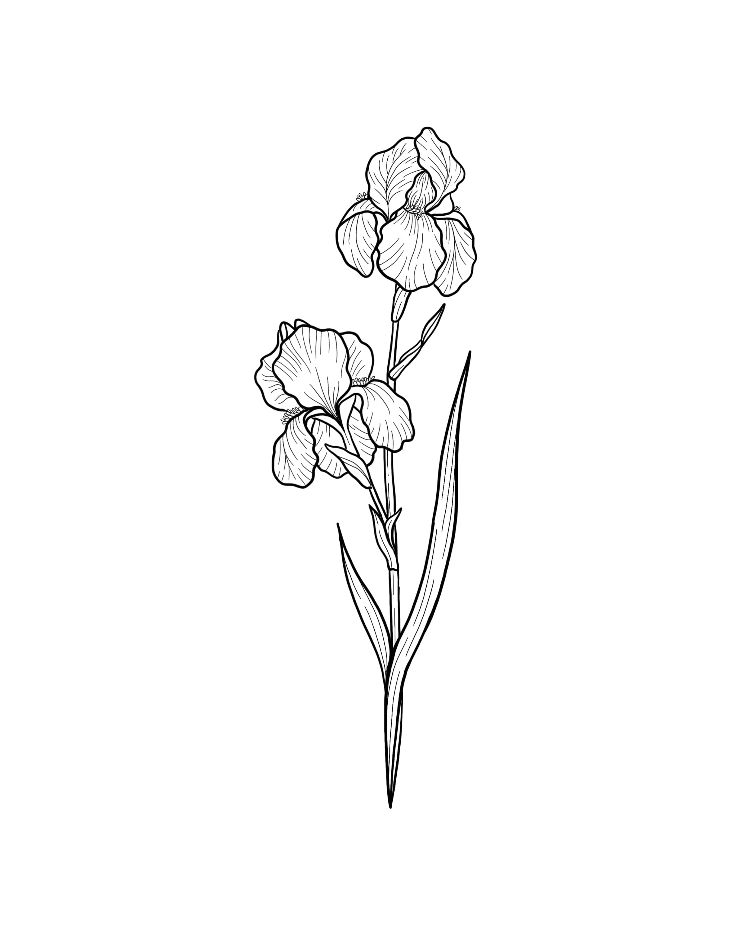Iris_Flash.jpg