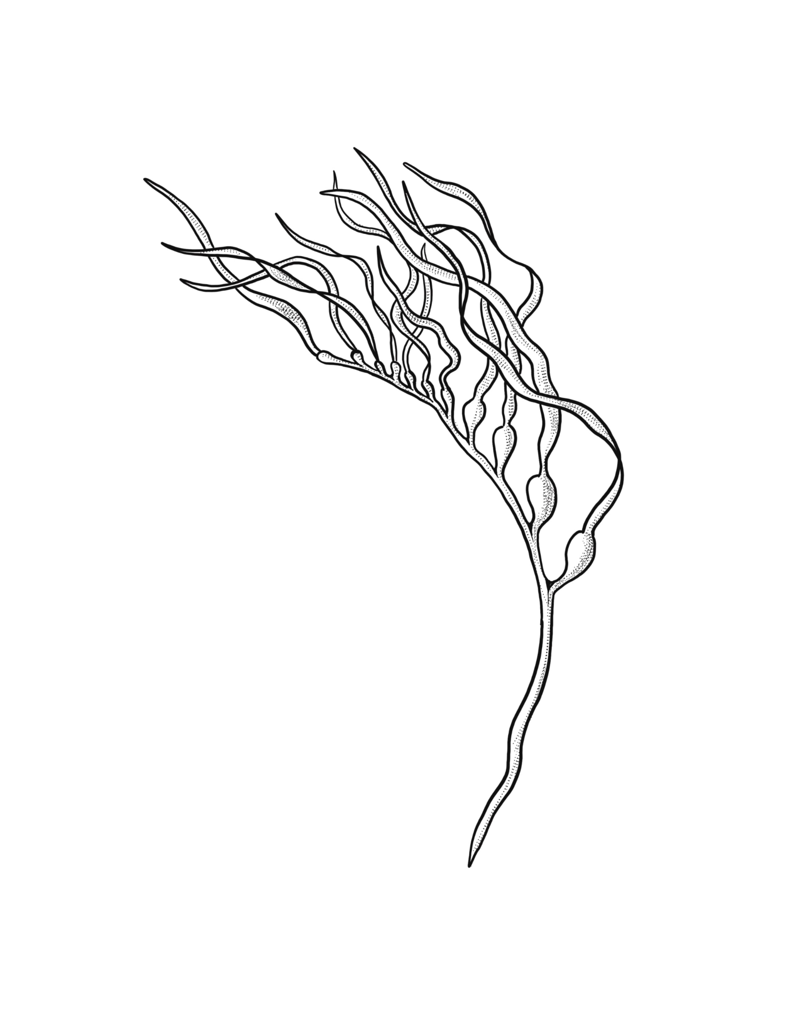 Kelp.jpg