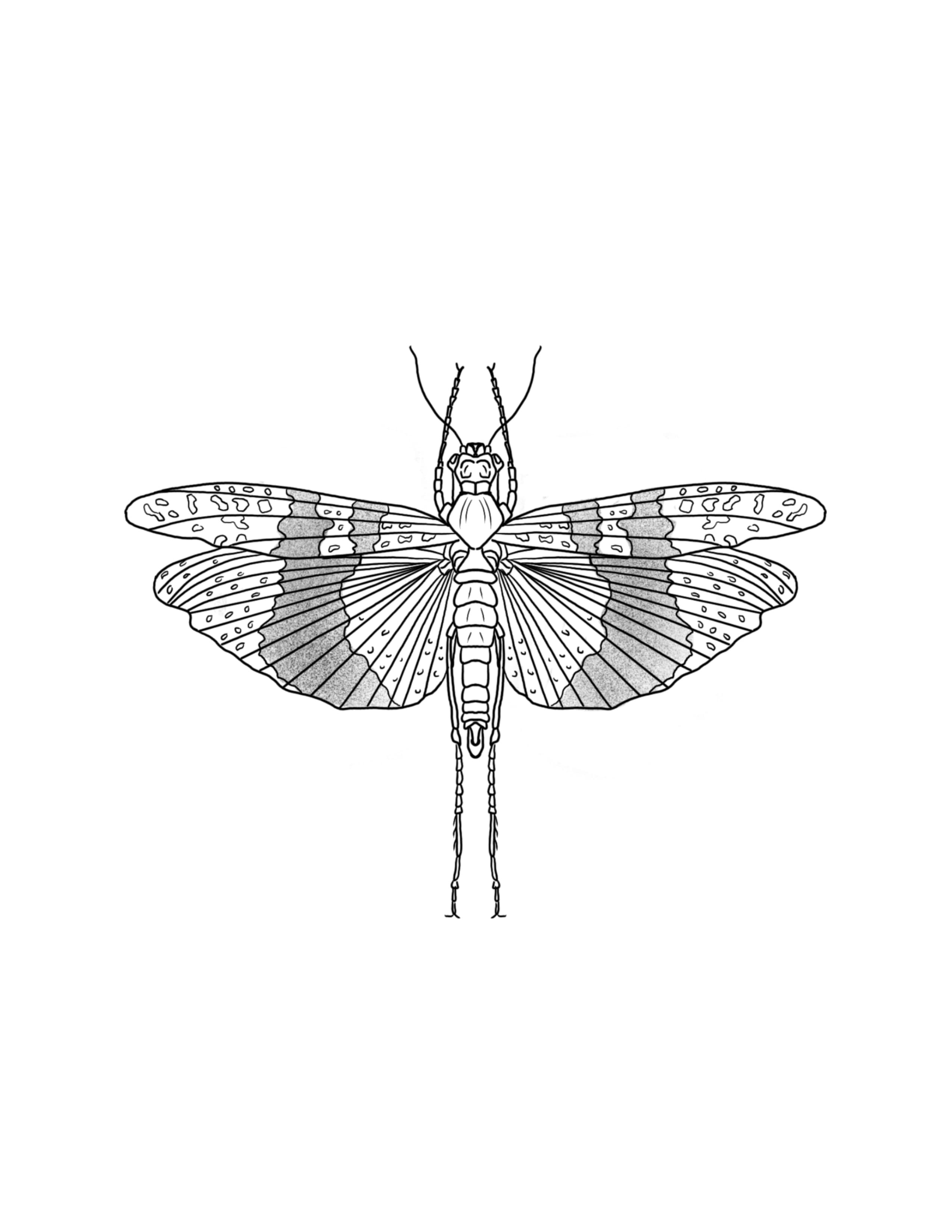 Locust.jpg