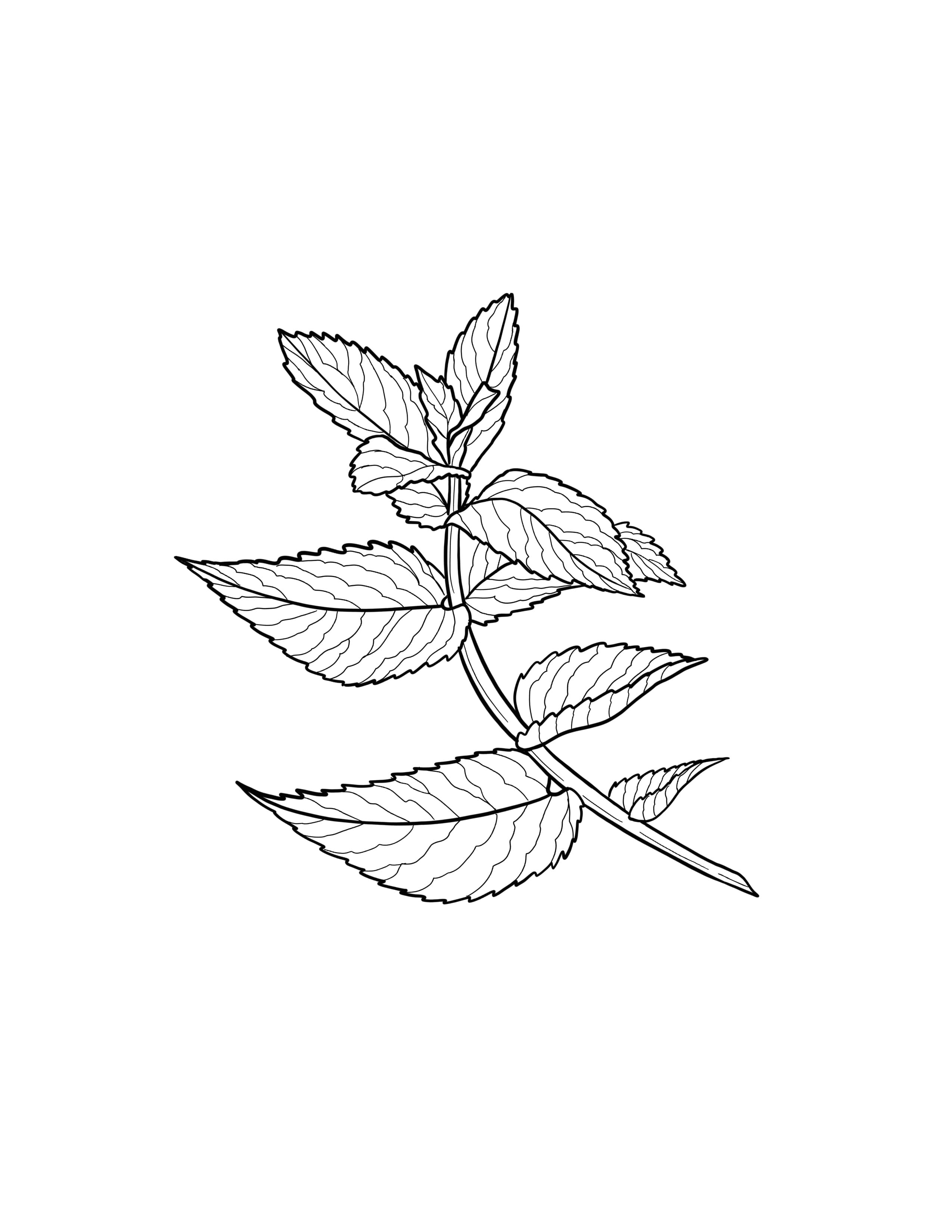 Mint.jpg