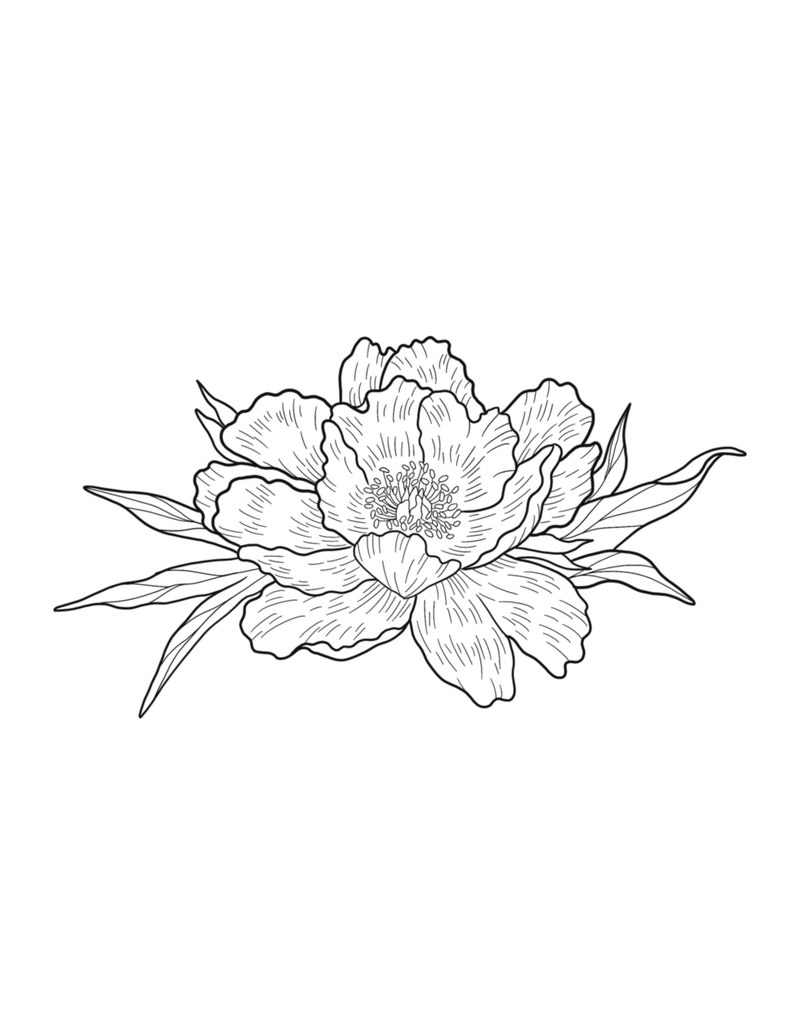 Peony.jpg