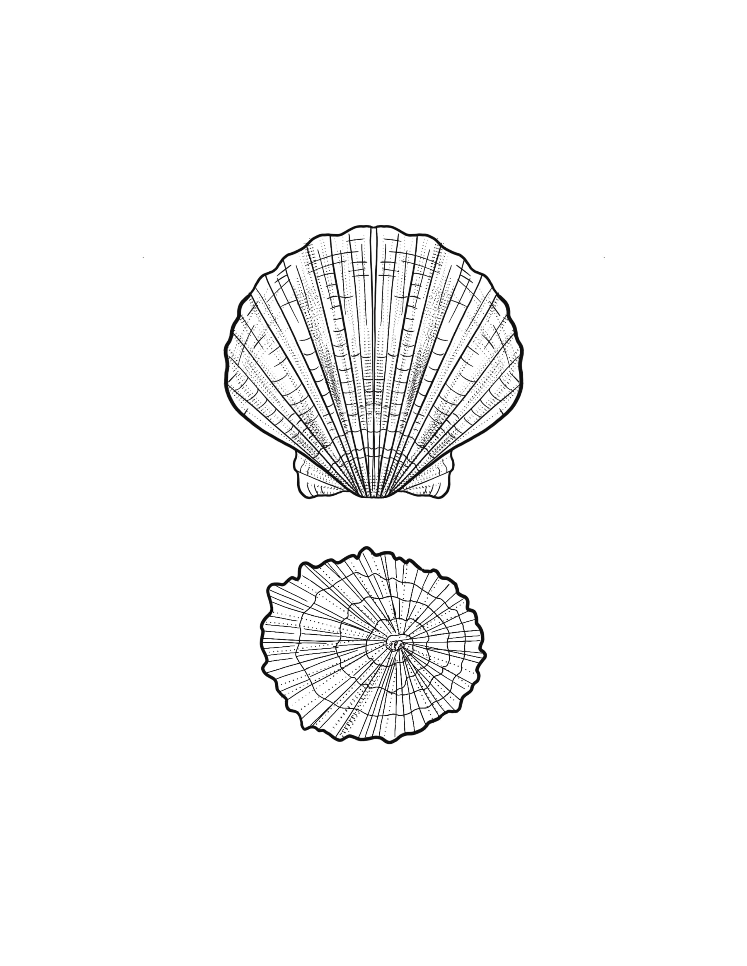Shells.jpg