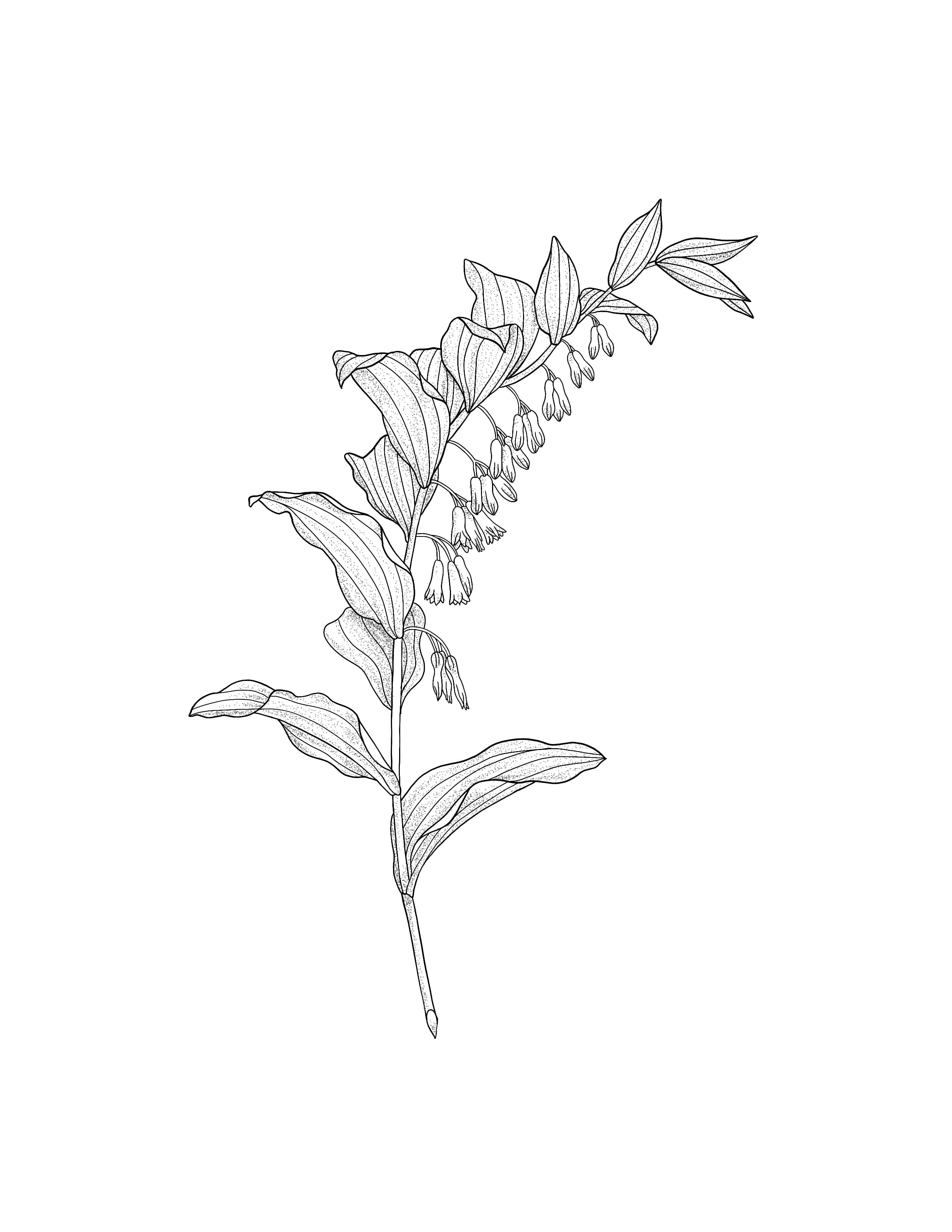 Solomon's_Seal_8_In.jpg