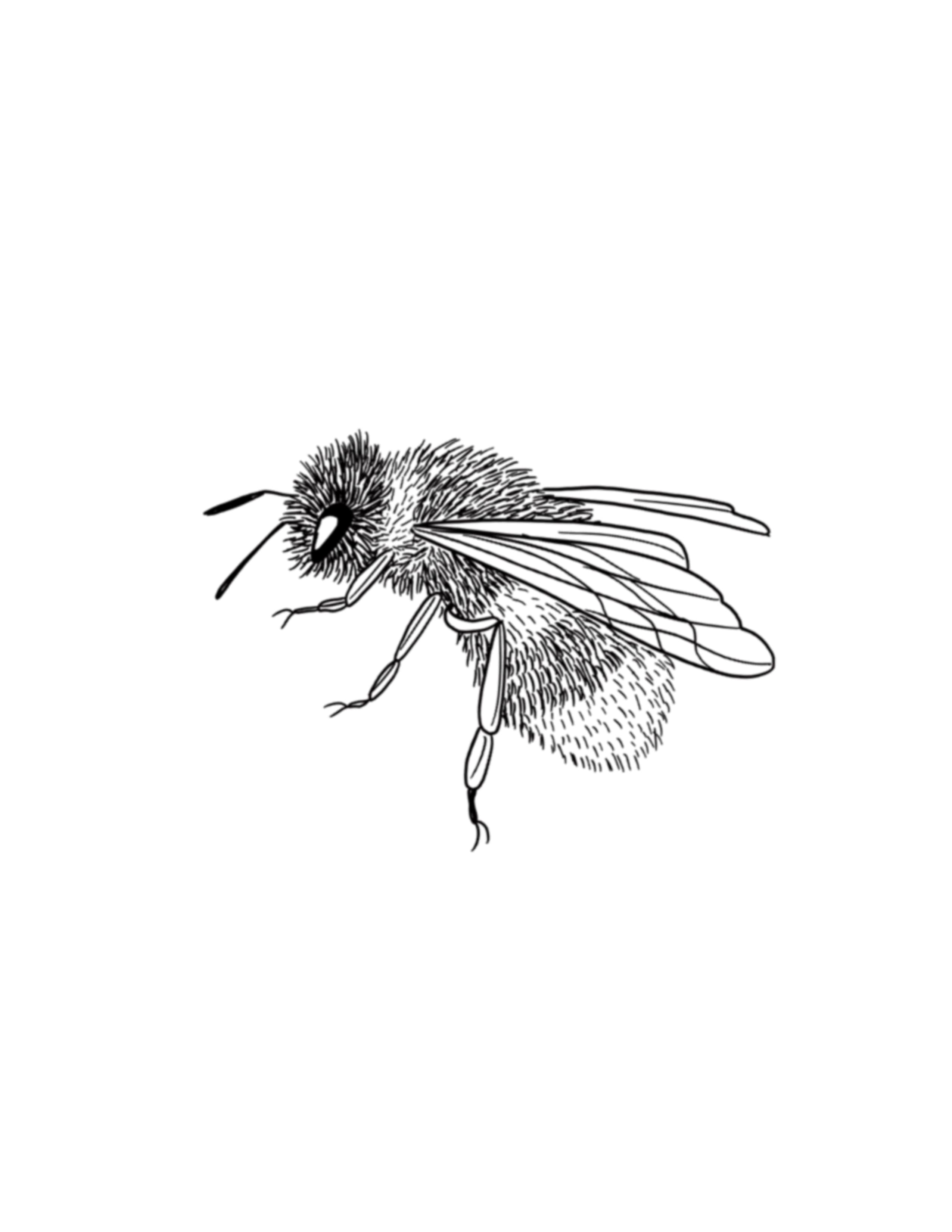 bee.jpg