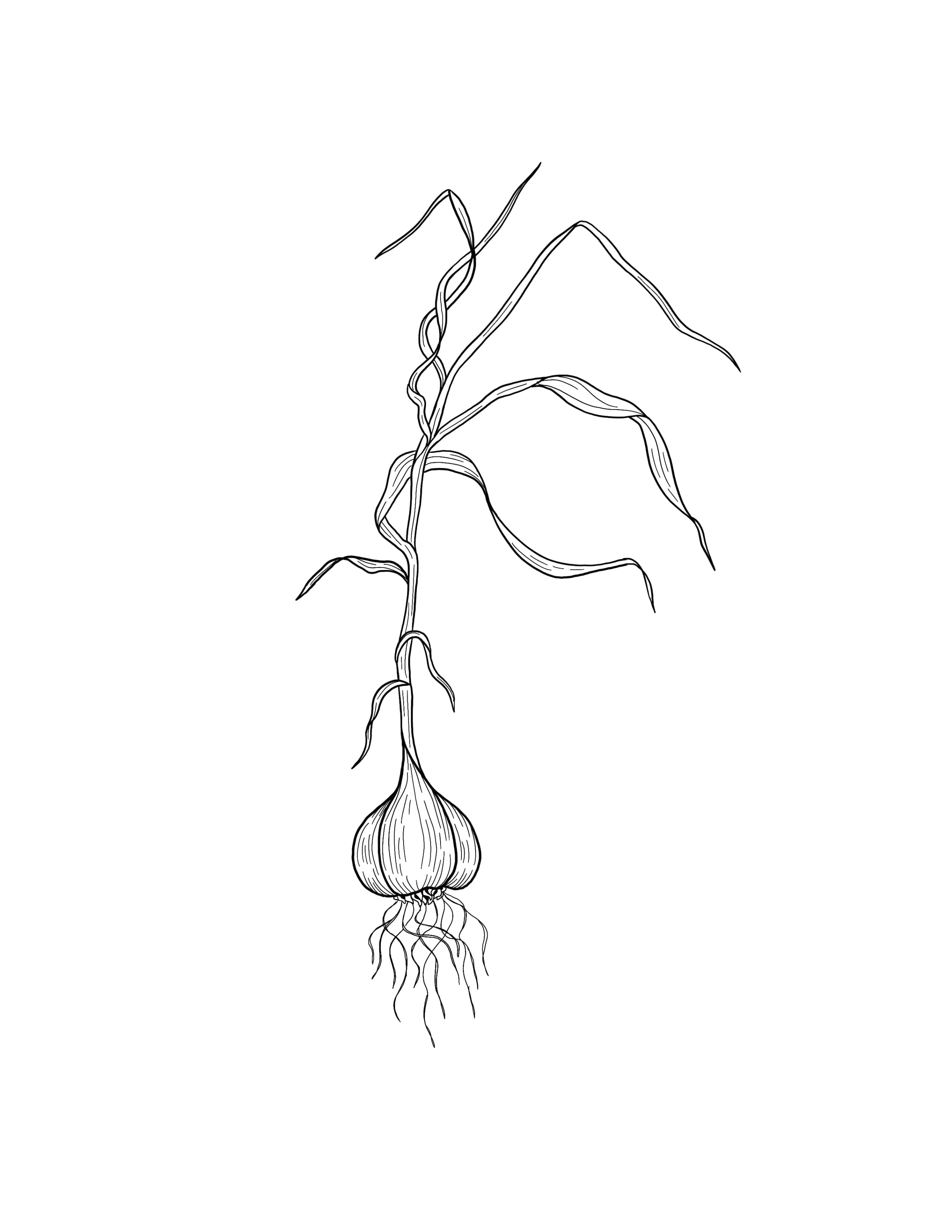 garlic.jpg