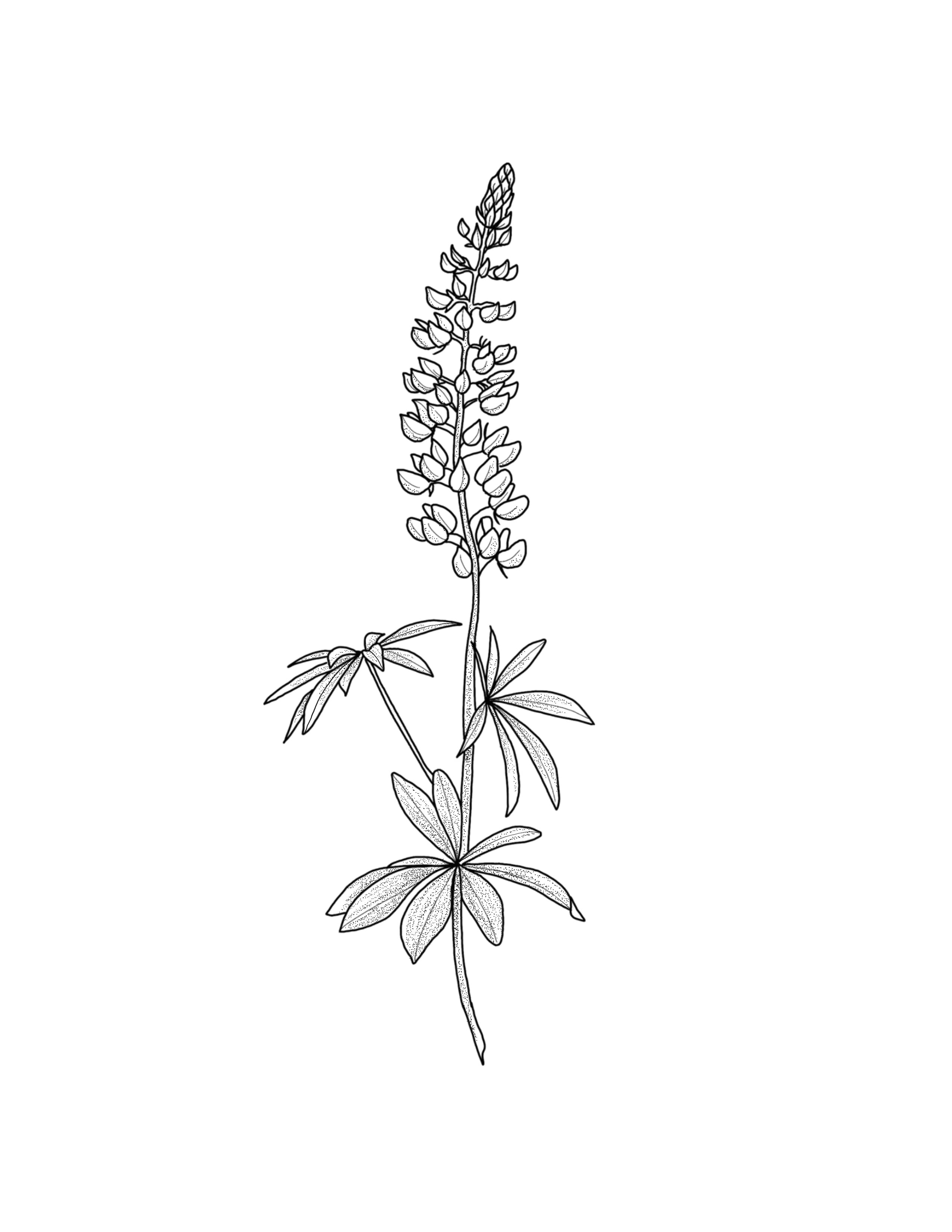 lupine.jpg