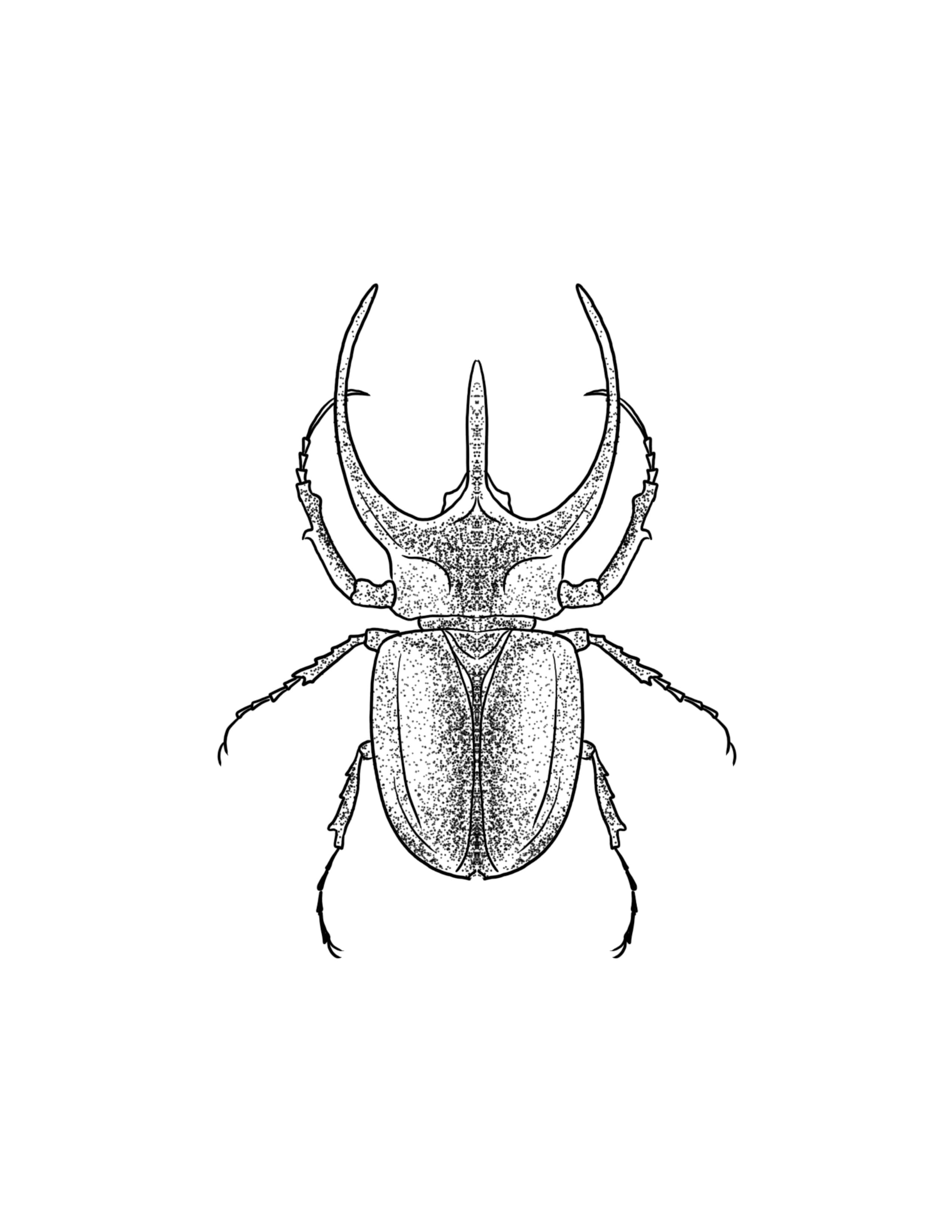 Atlas Beetle.jpg