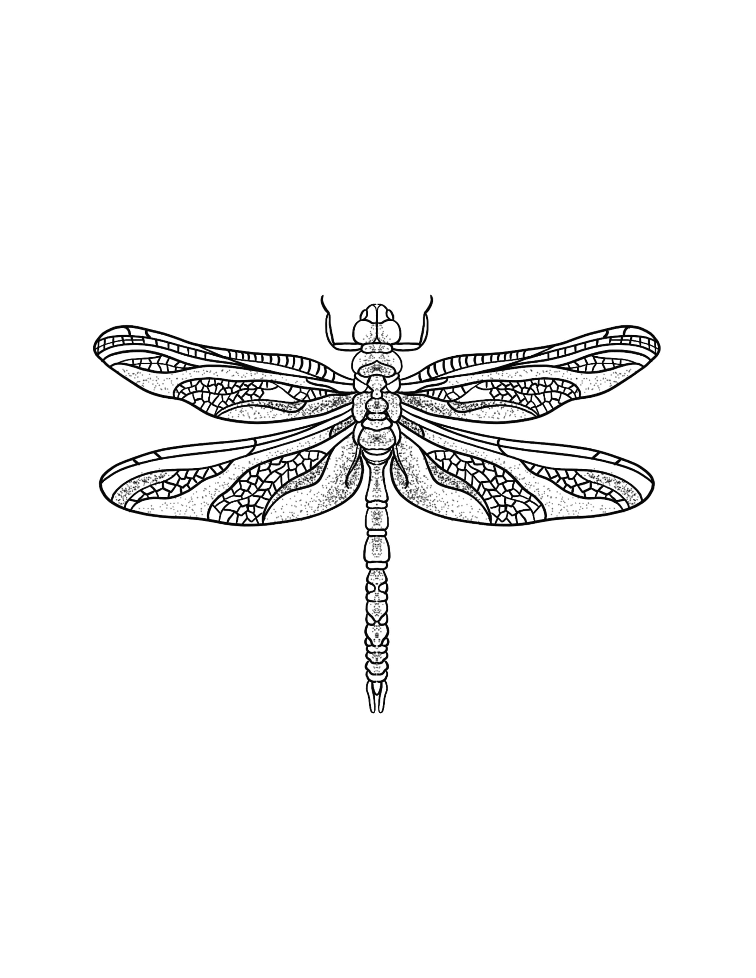 Dragonfly.jpg