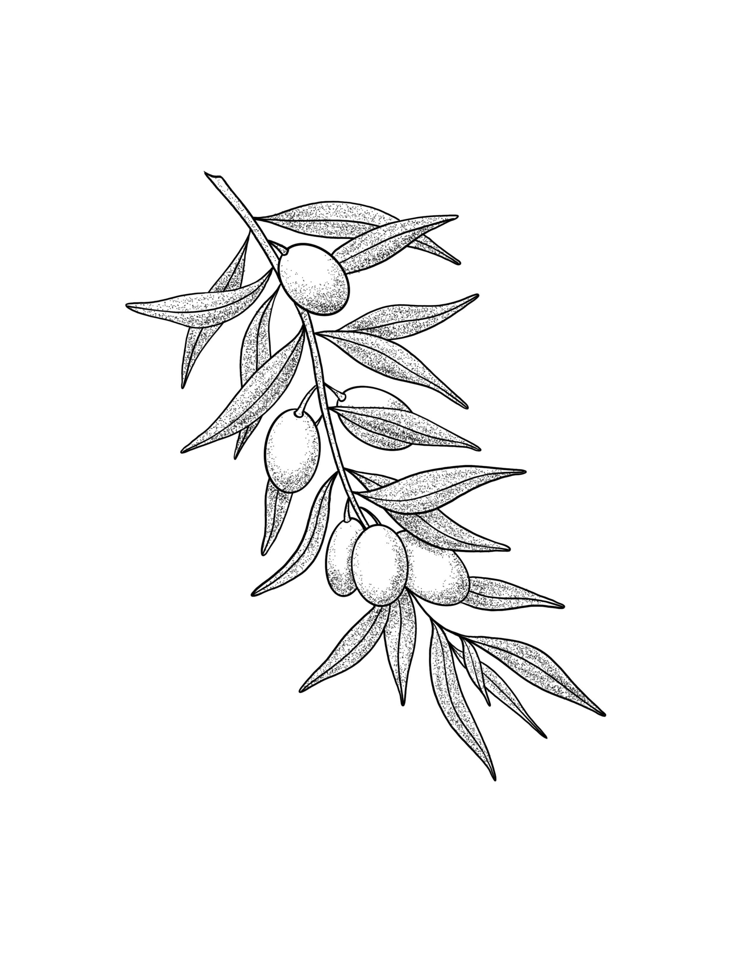 Olive Branch.jpg