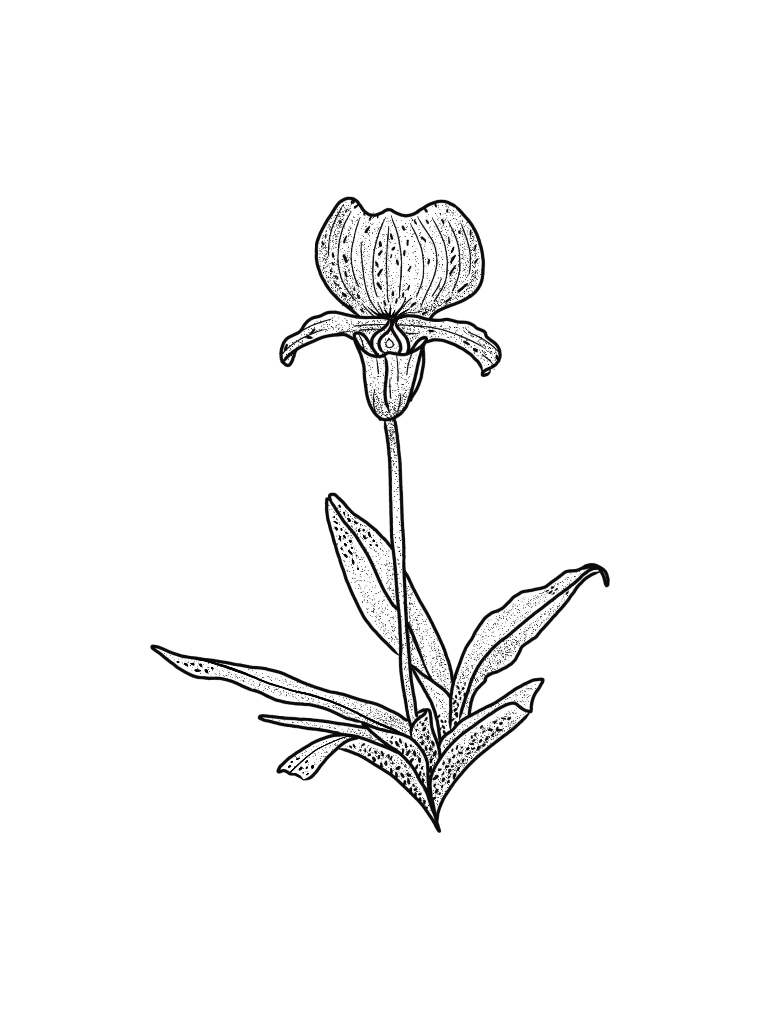 Orchid.jpg