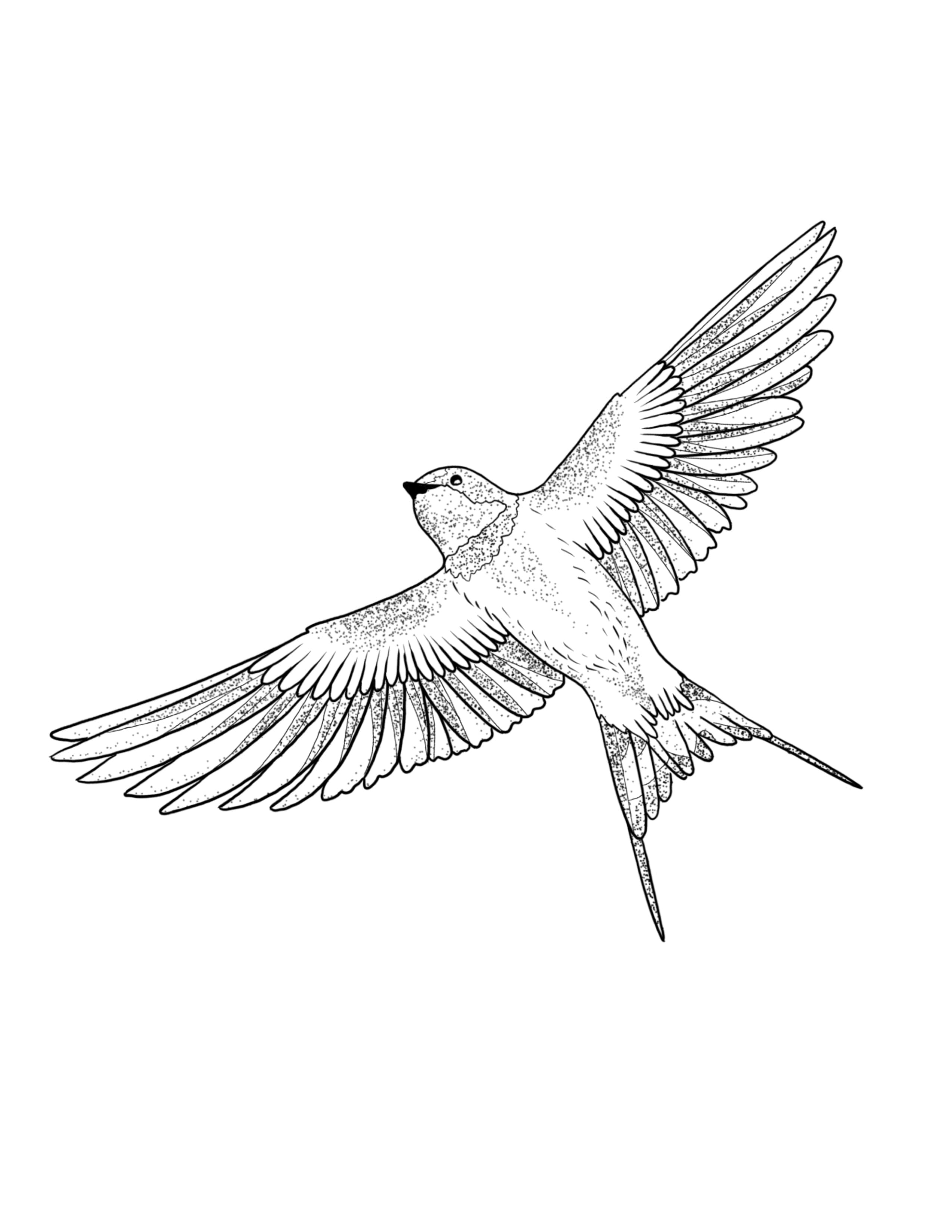 Barn Swallow.jpg