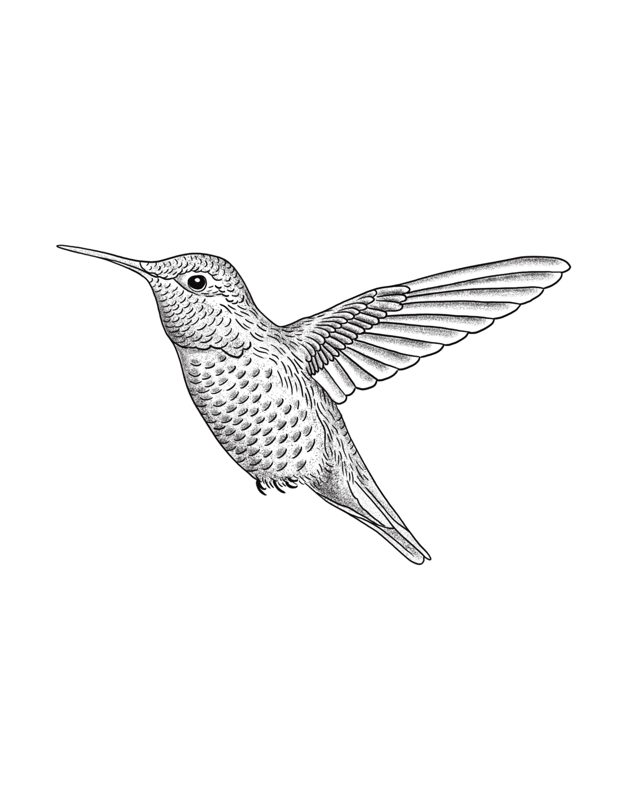Ana's Hummingbird.jpg
