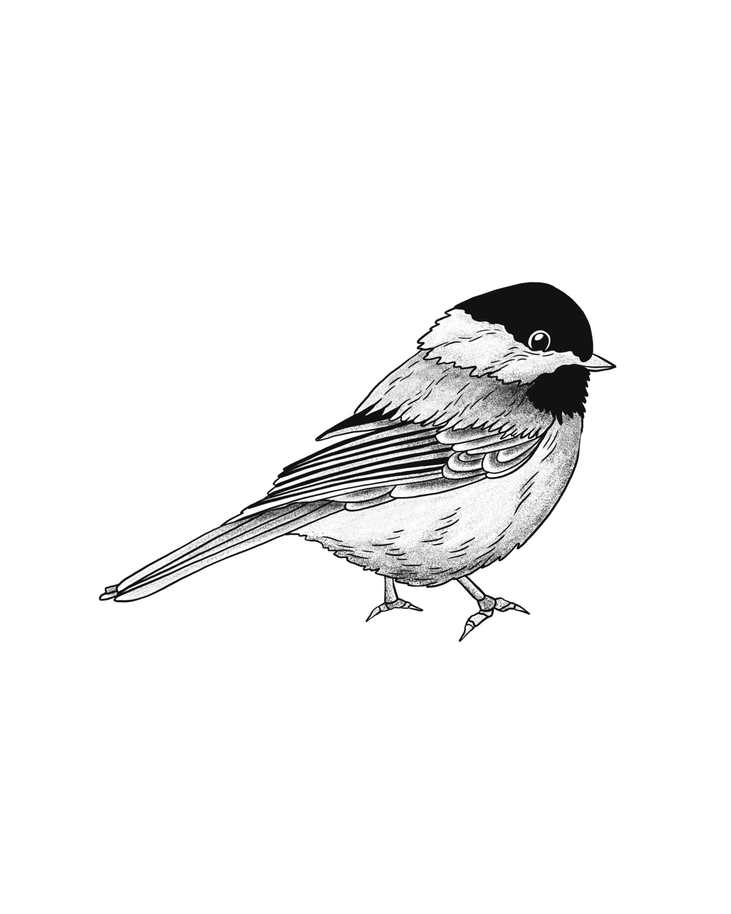Chickadee.jpg