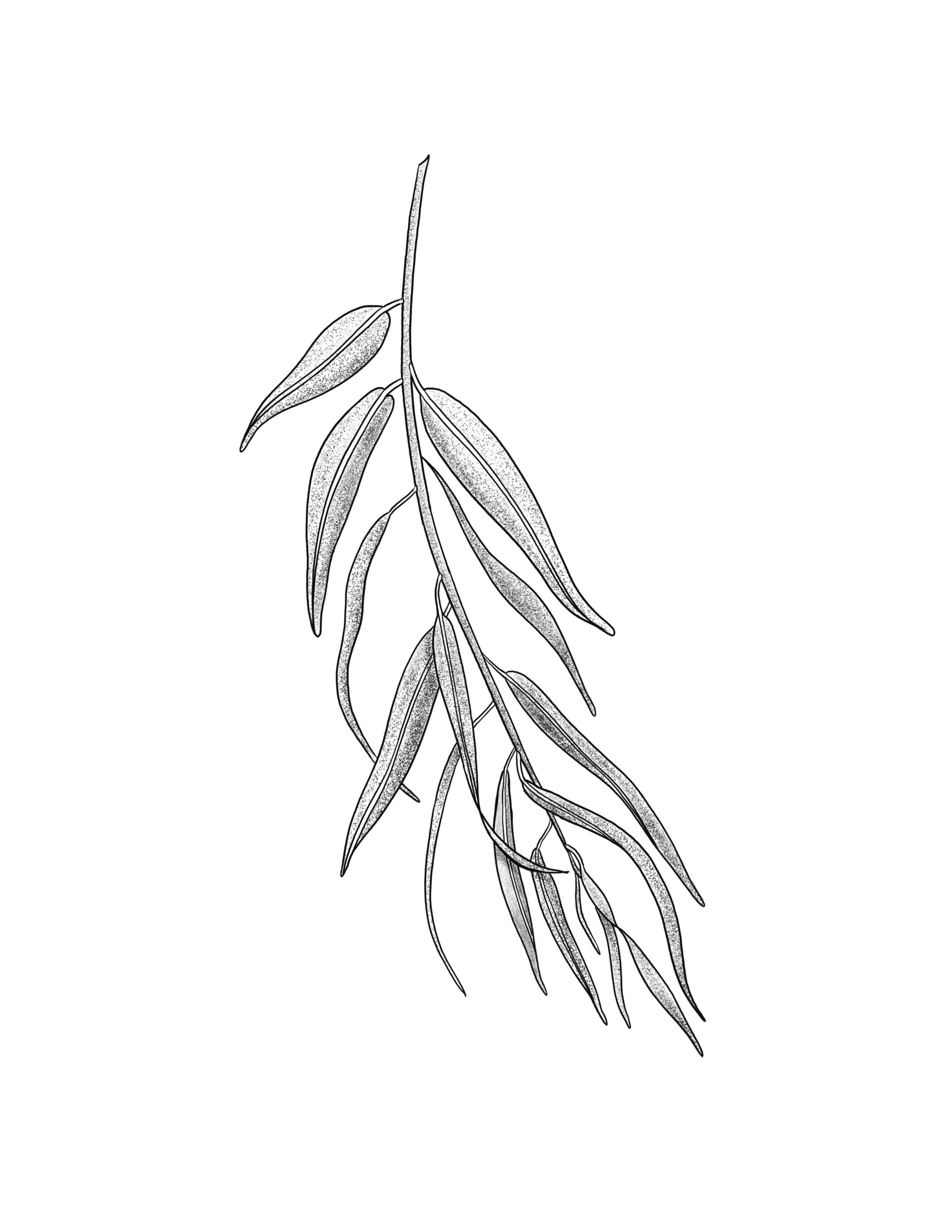 Eucalyptus.jpg