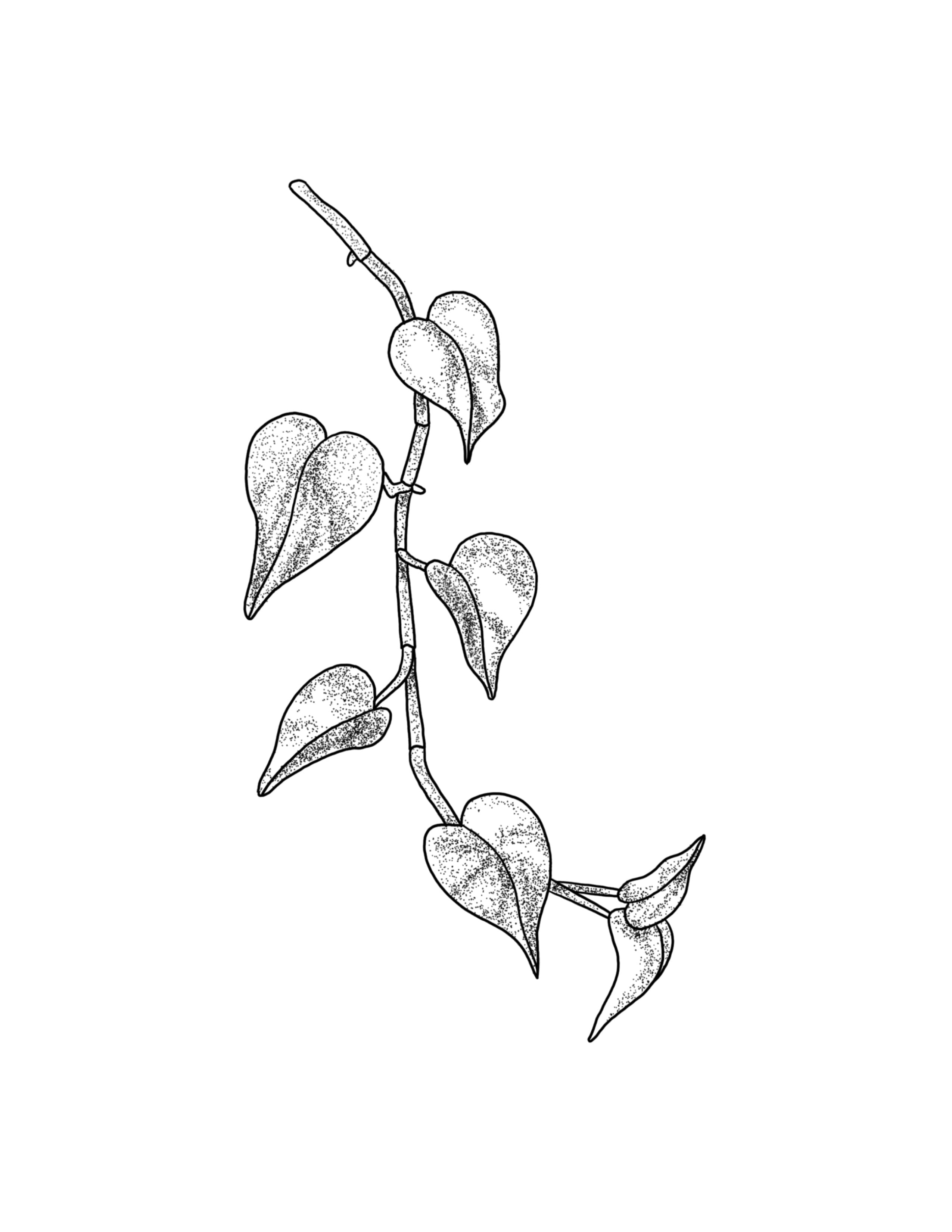 Pothos.jpg