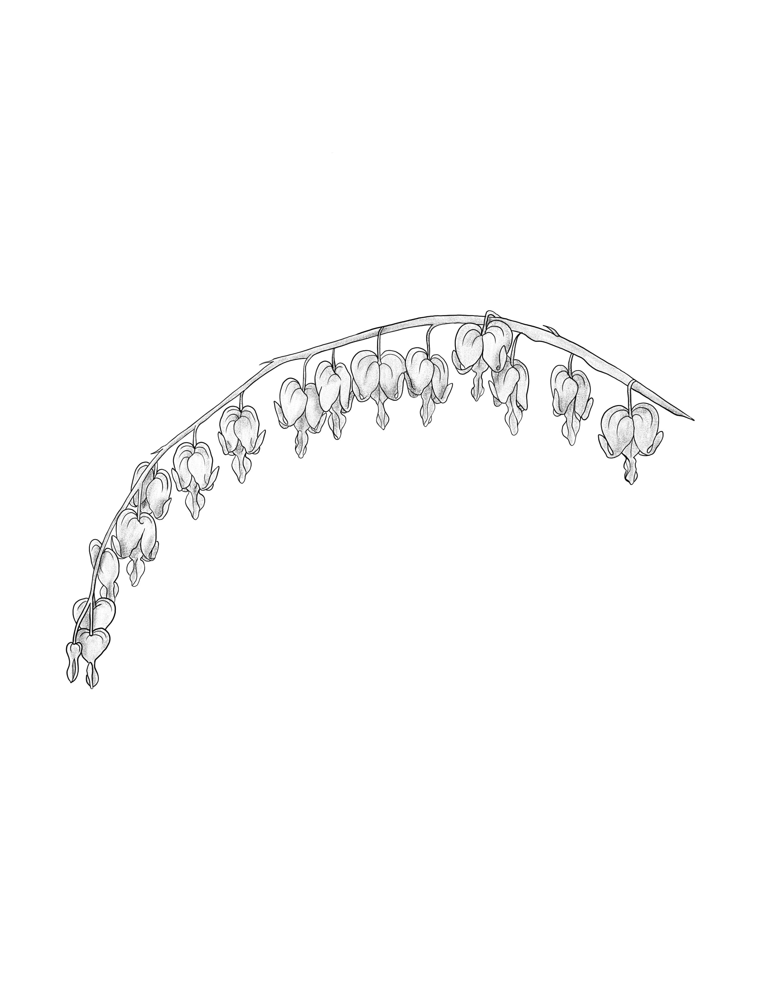Bleeding Hearts.jpg