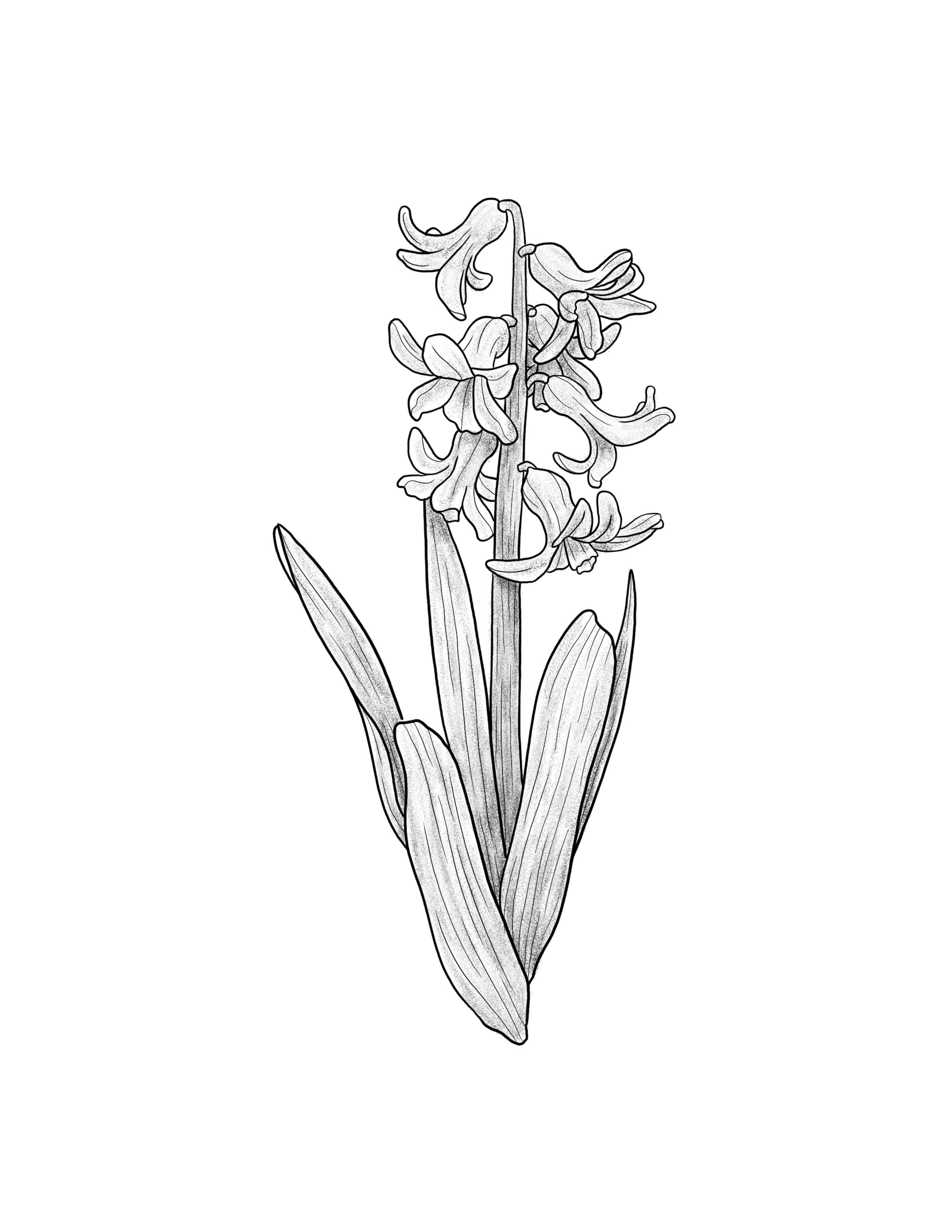 Hyacinth.jpg