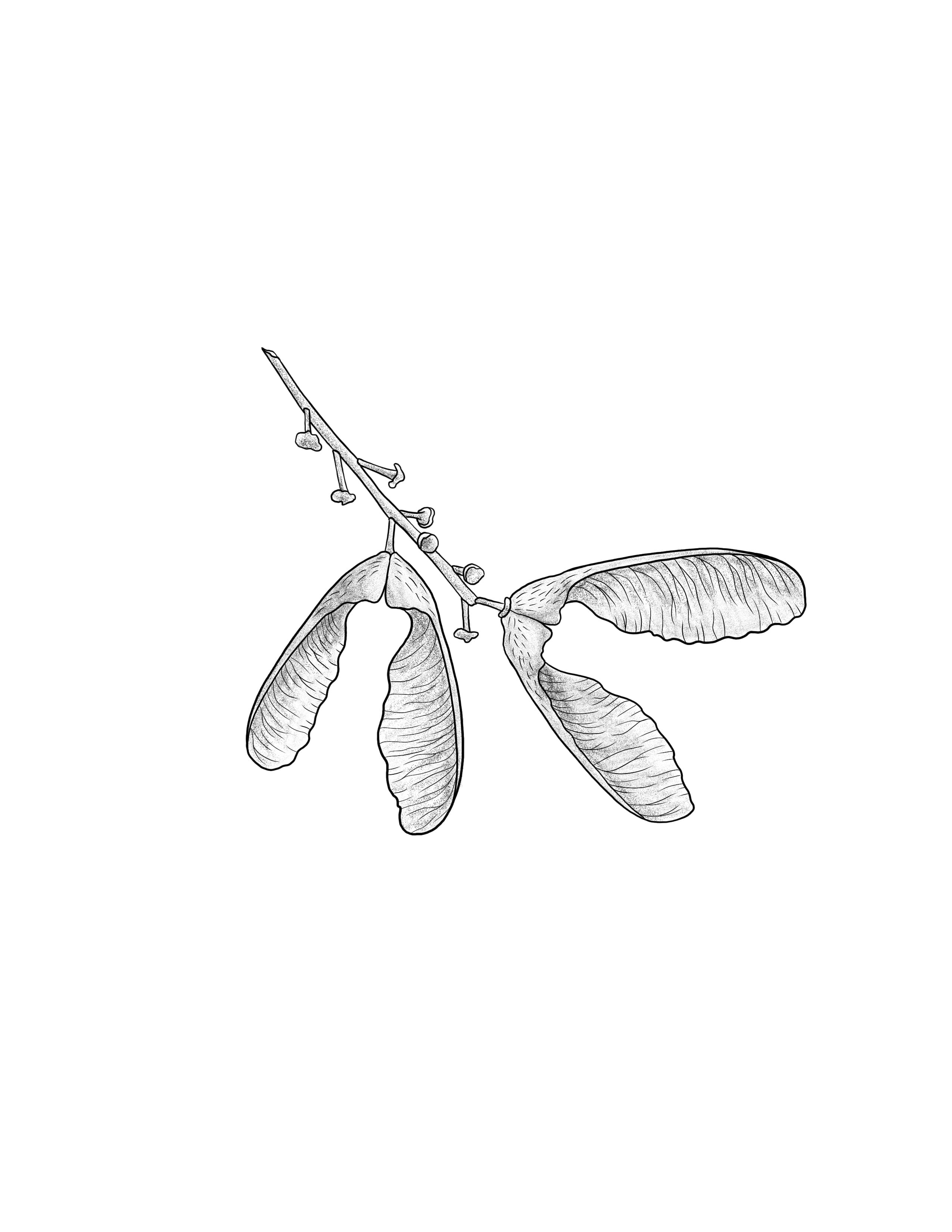 Maple seeds.jpg