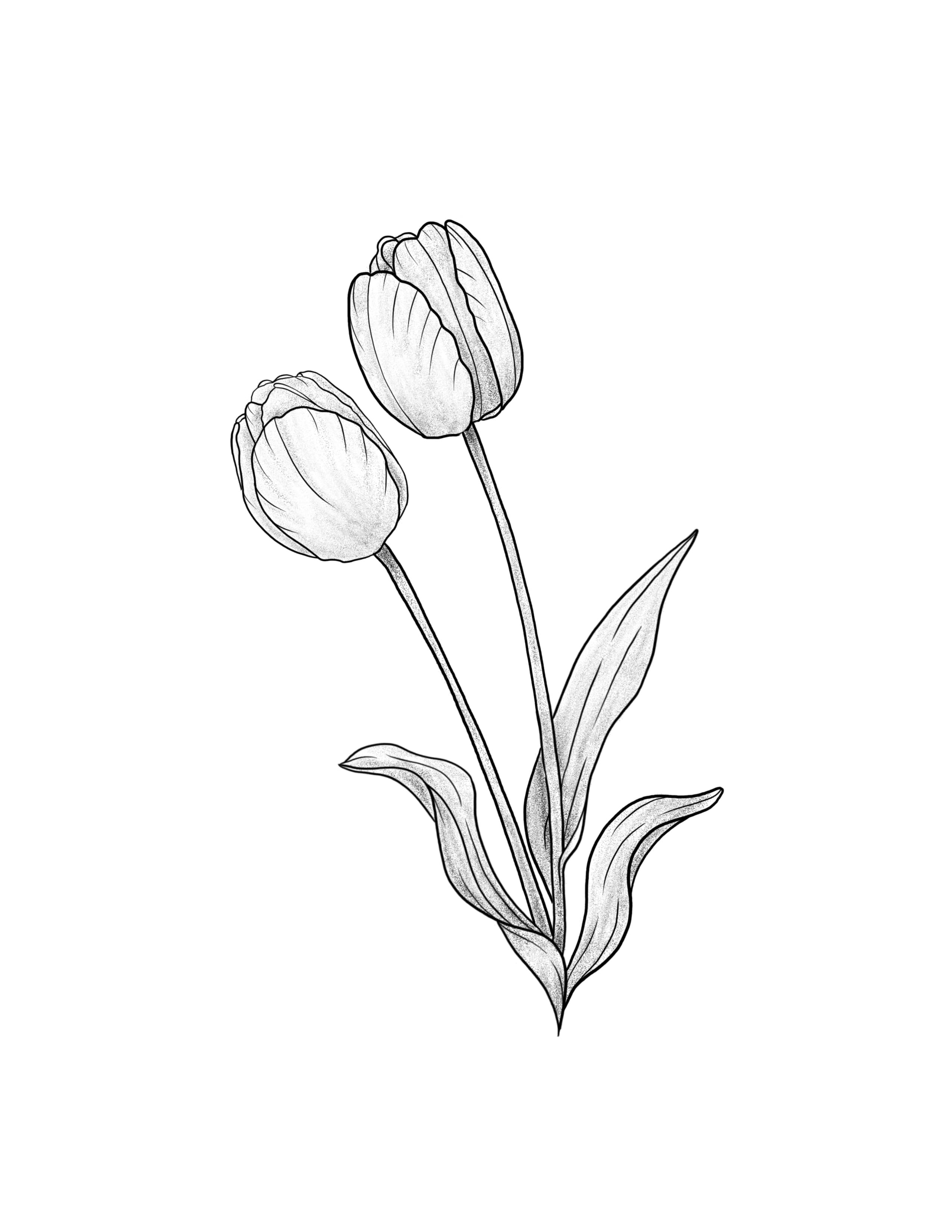 Tulips.jpg