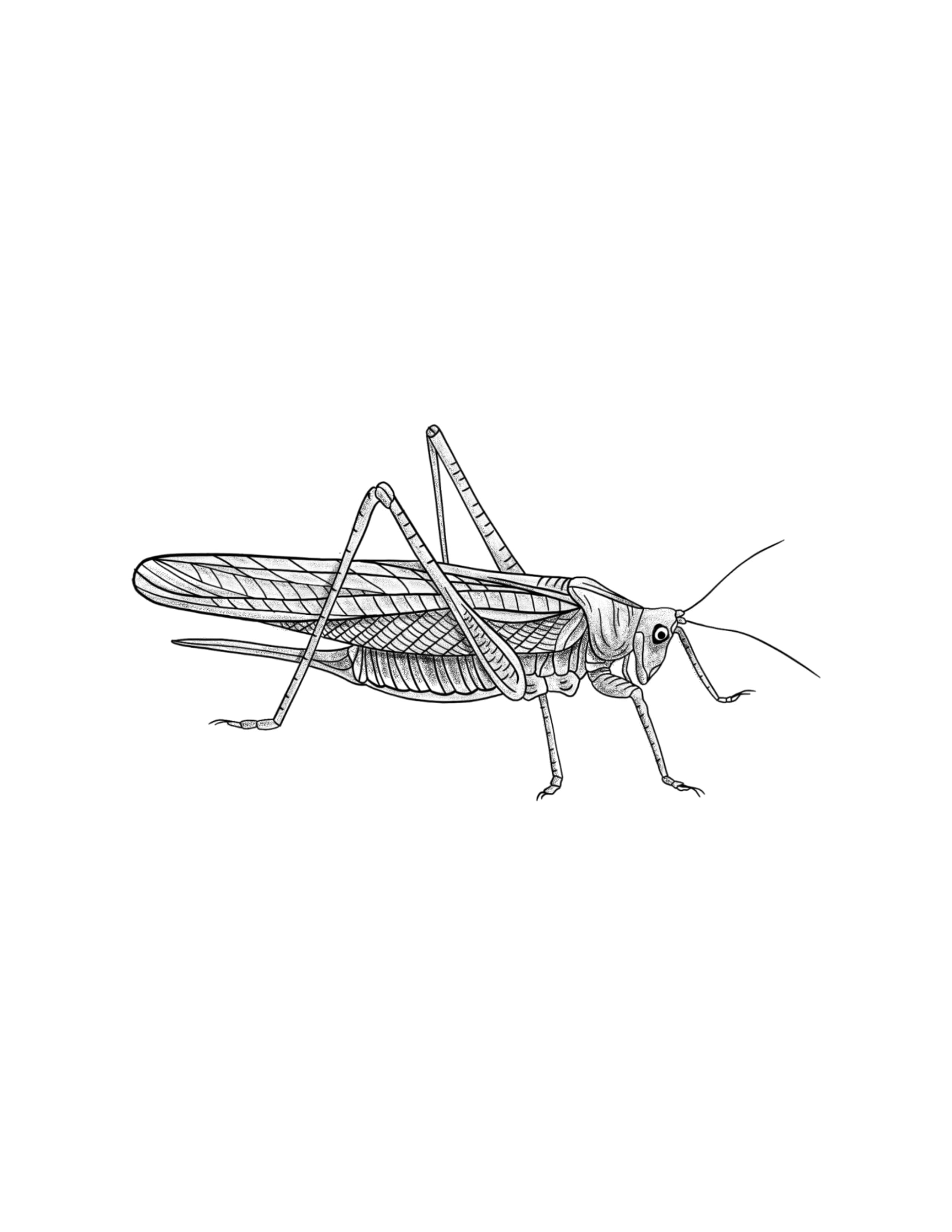 Grasshopper.jpg