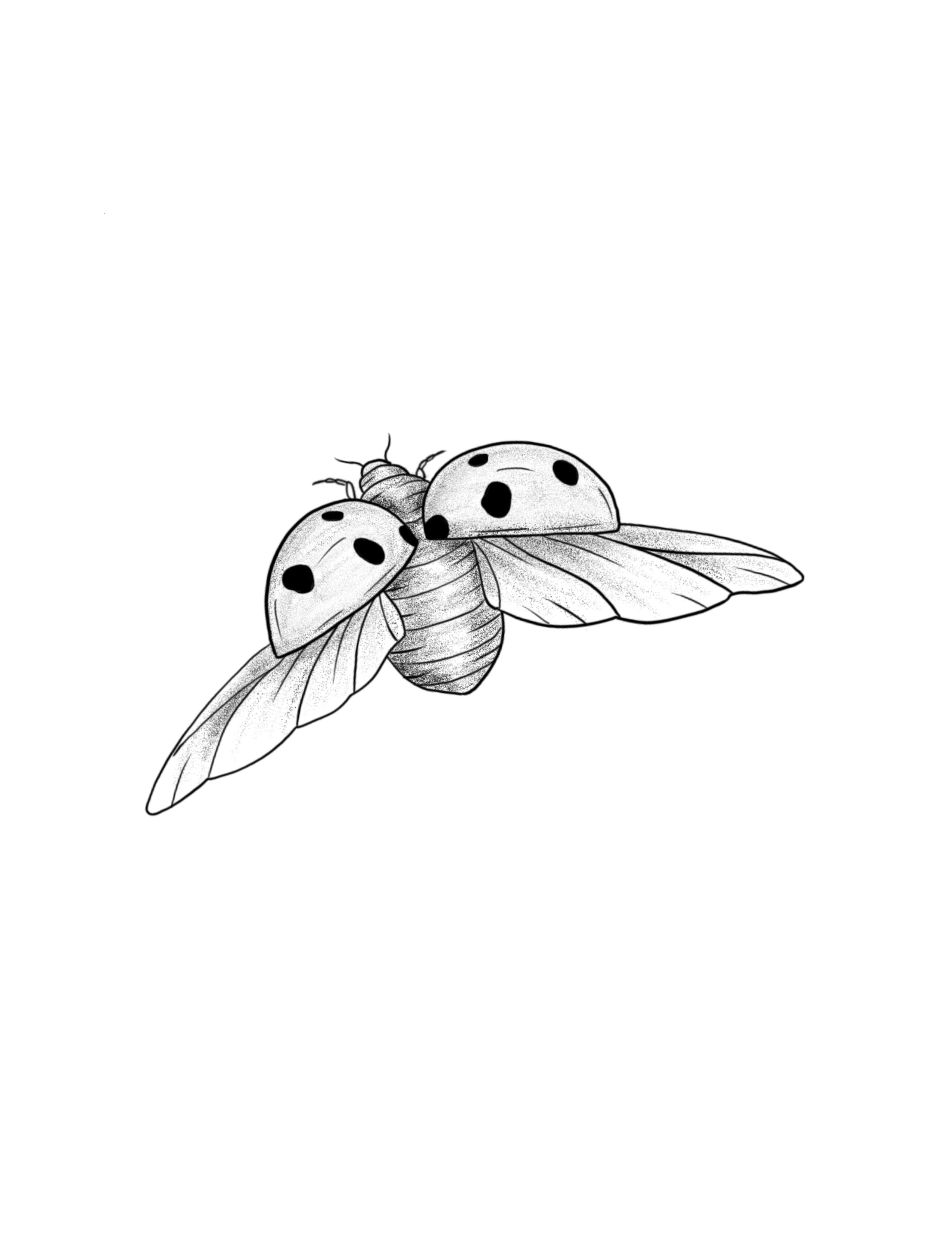 Flying ladybug.jpg