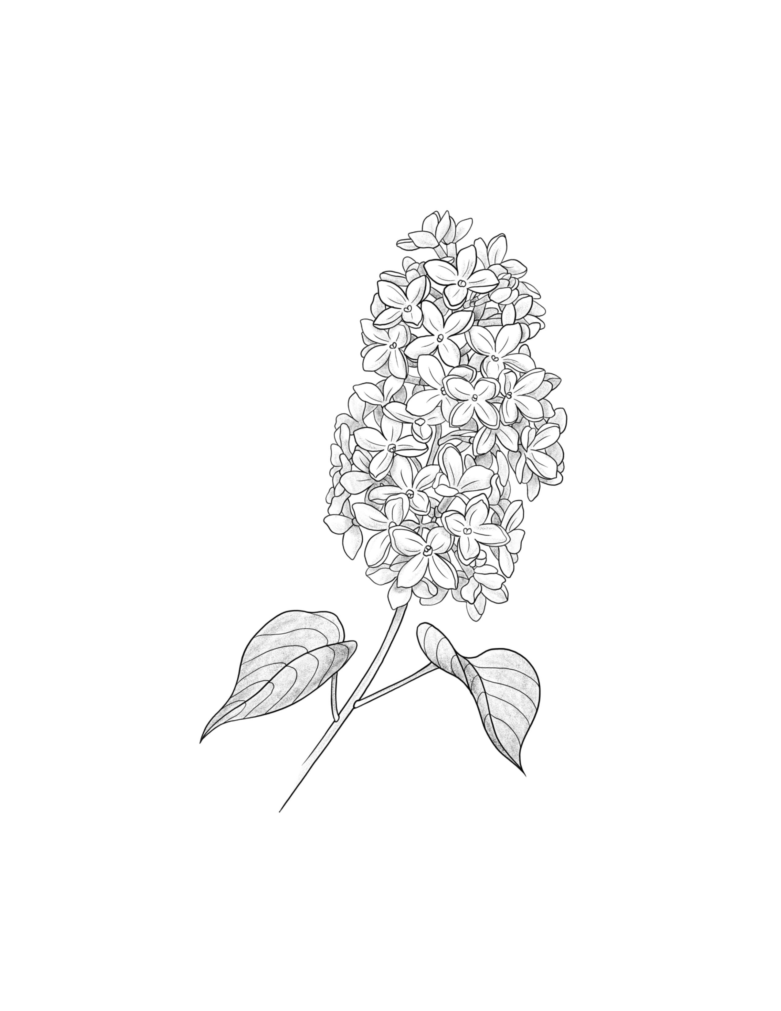 Lilac.jpg