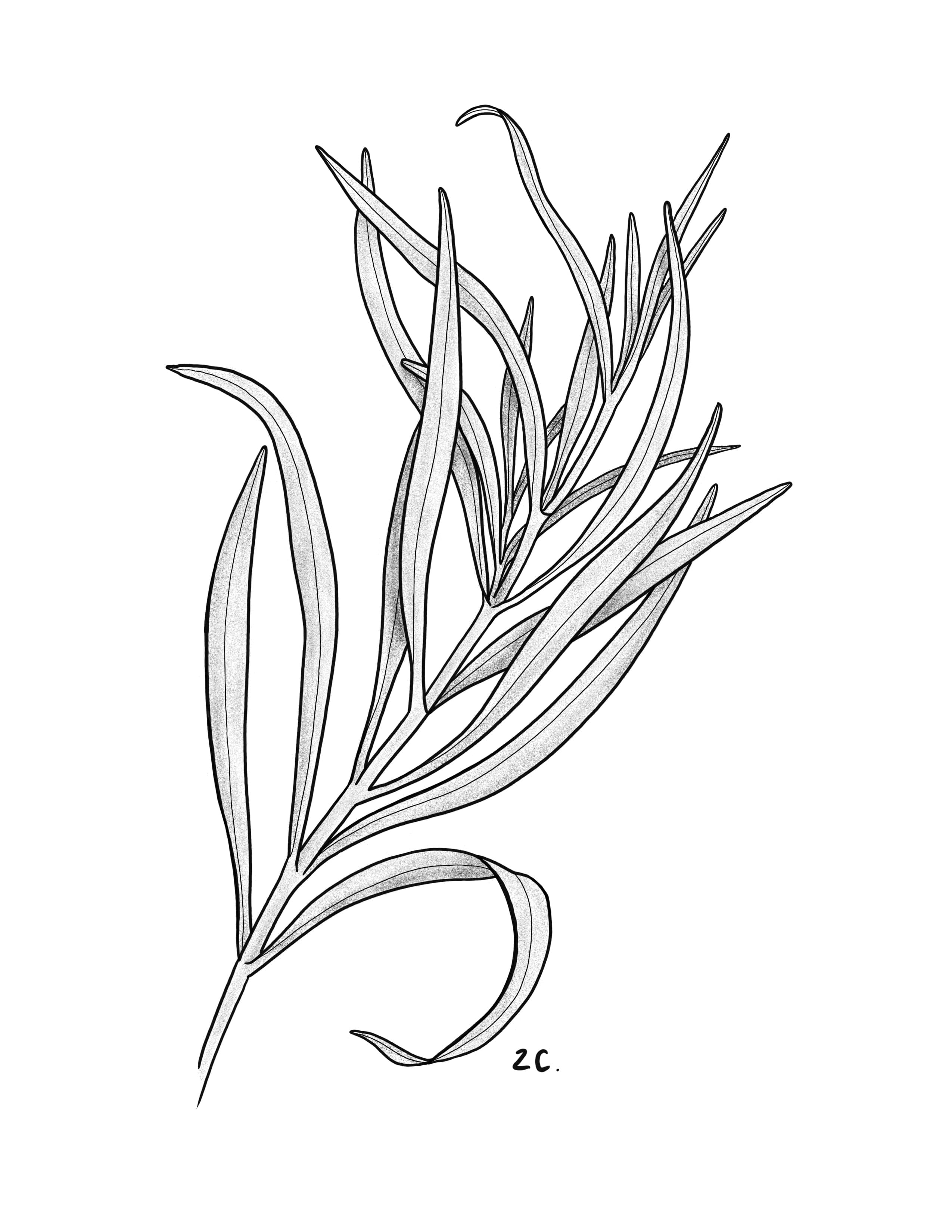 Daisy leaves.jpg