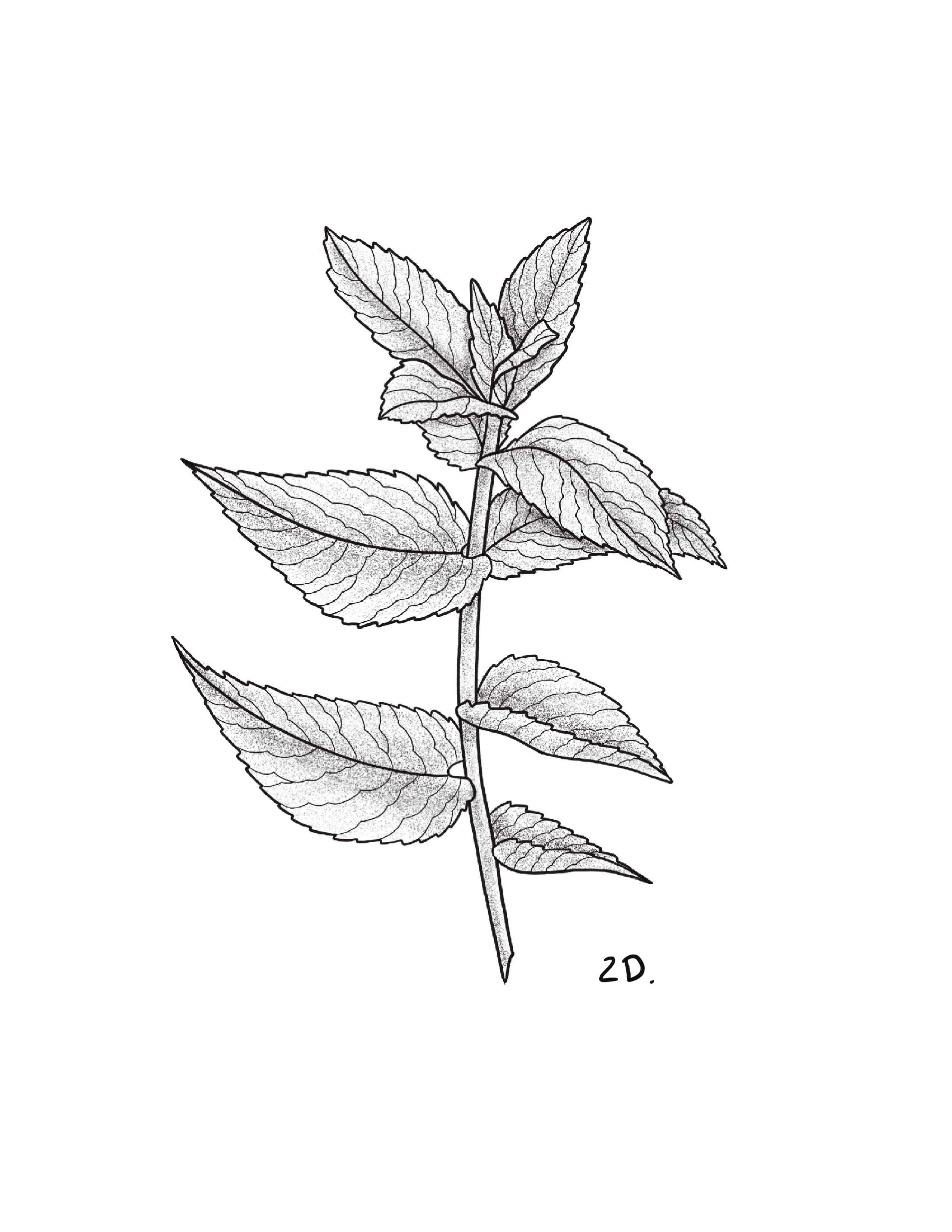 Mint 2.jpg