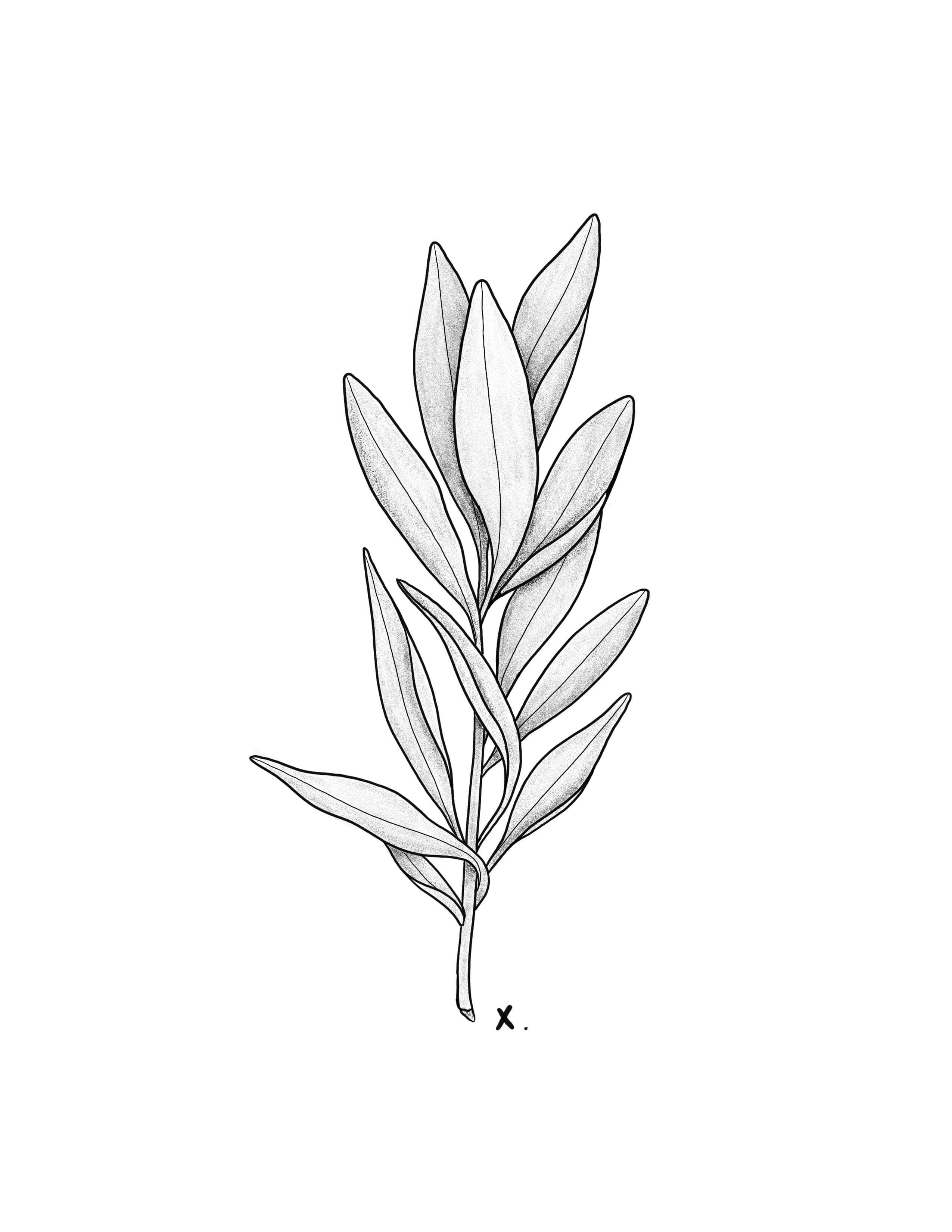Sage.jpg