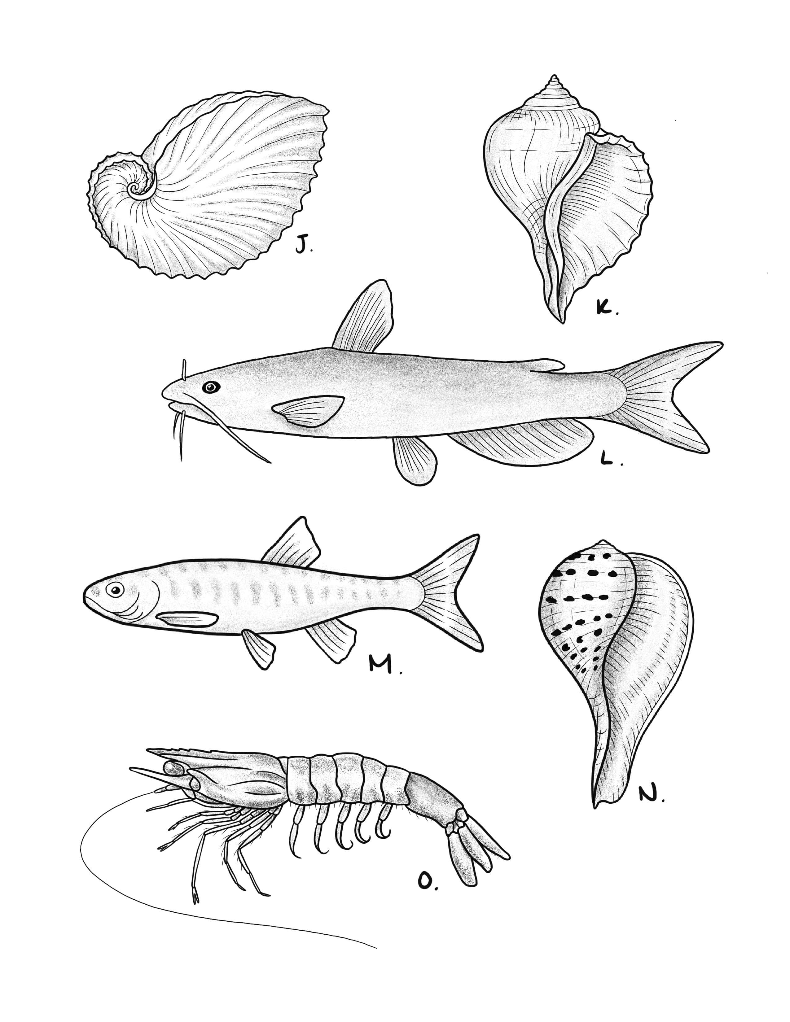 Sea creatures.jpg