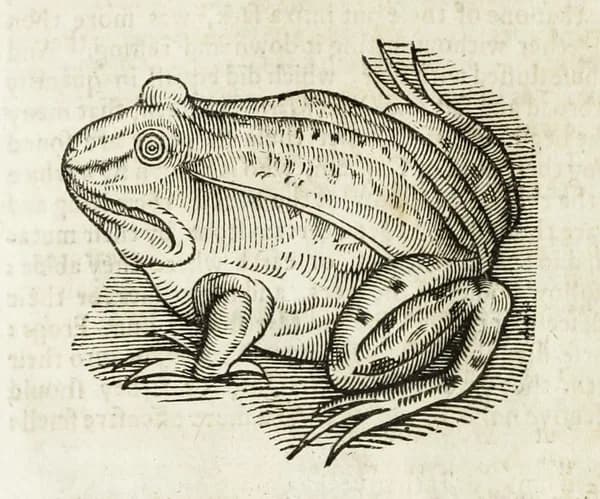 historyoffourfoo00tops_0734.webp