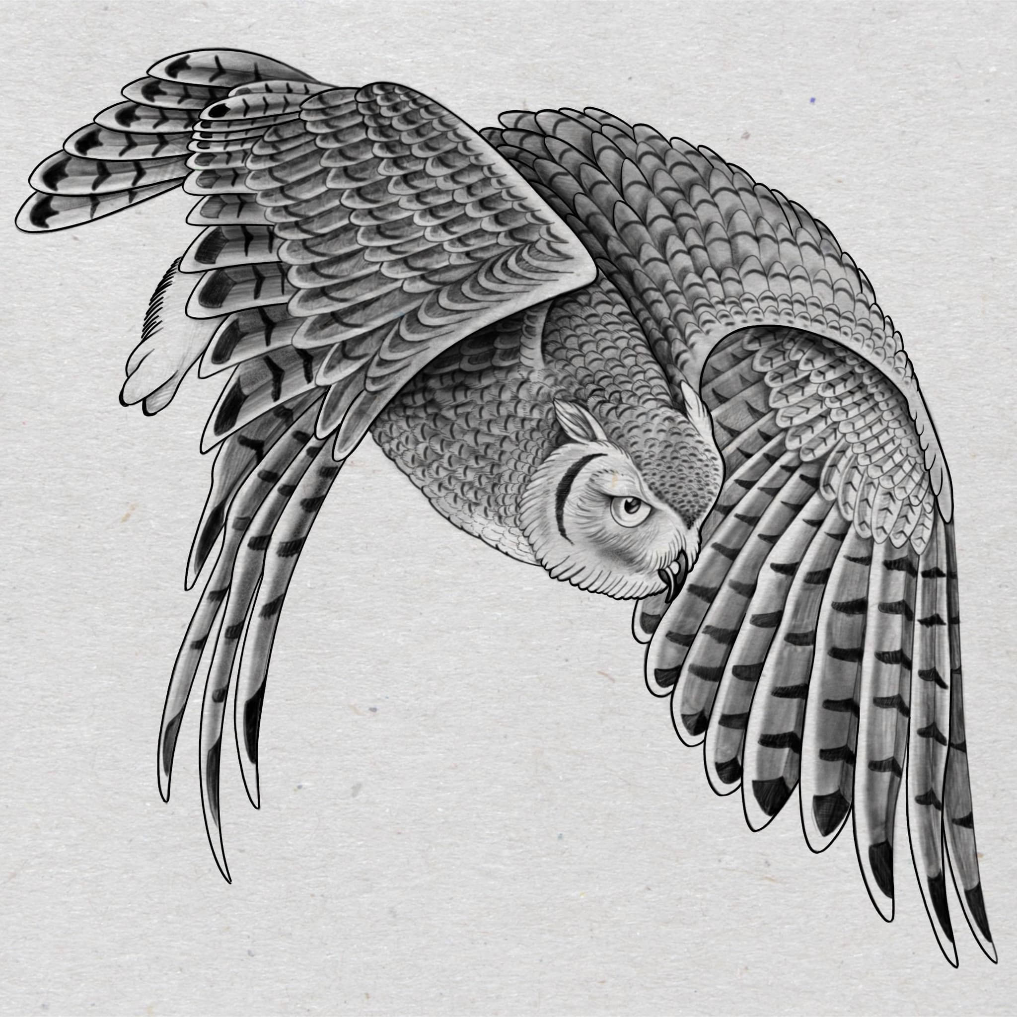 Great Horned Owl.jpg