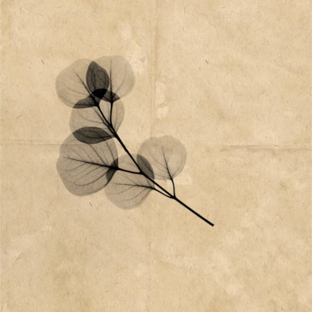 x-ray leaves